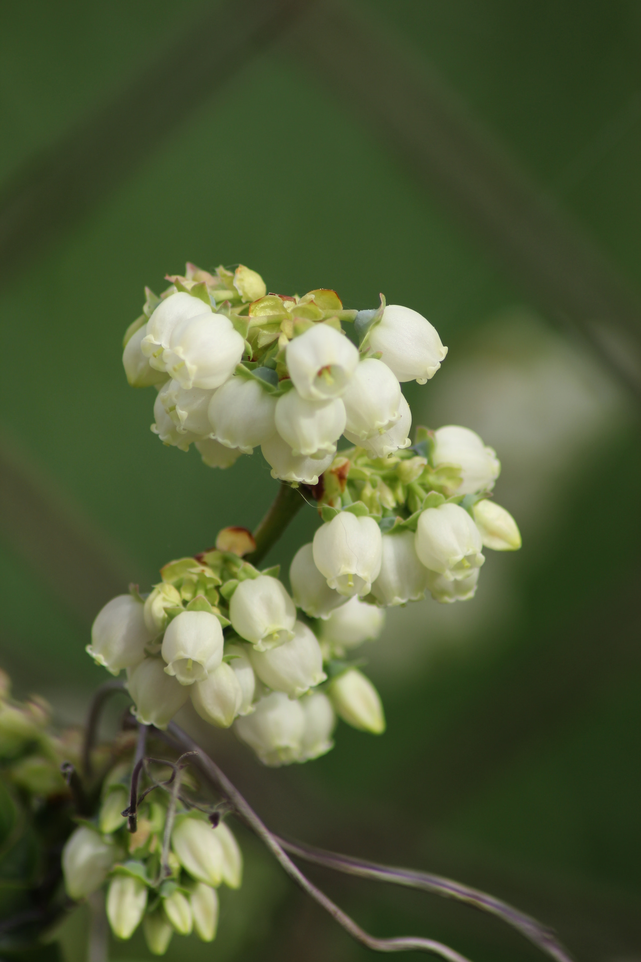 Canon EOS 1200D (EOS Rebel T5 / EOS Kiss X70 / EOS Hi) sample photo. Img photography