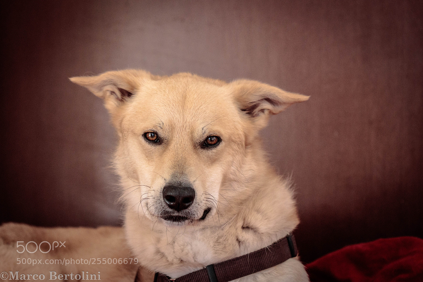 Canon EOS 80D sample photo. Leo photography