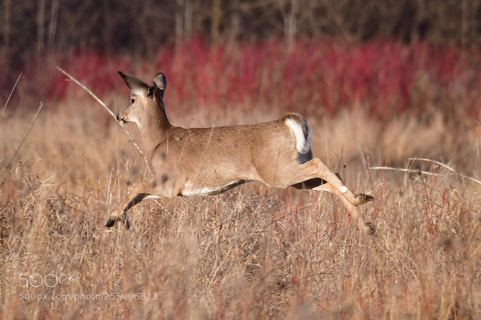 Nikon D5 sample photo. Whited-tailed deer on the photography