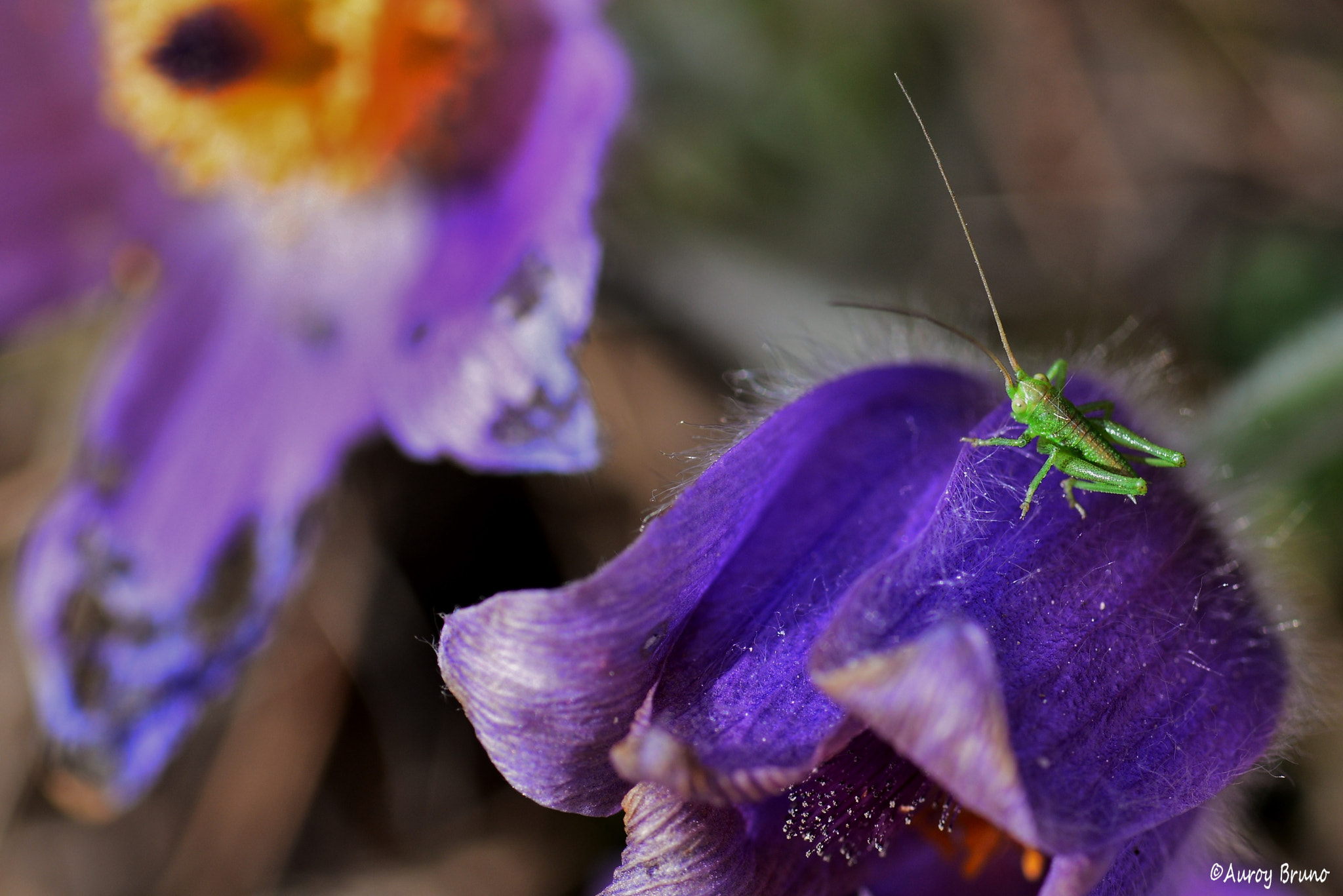 Nikon D7100 + Sigma 70mm F2.8 EX DG Macro sample photo. Dsc photography