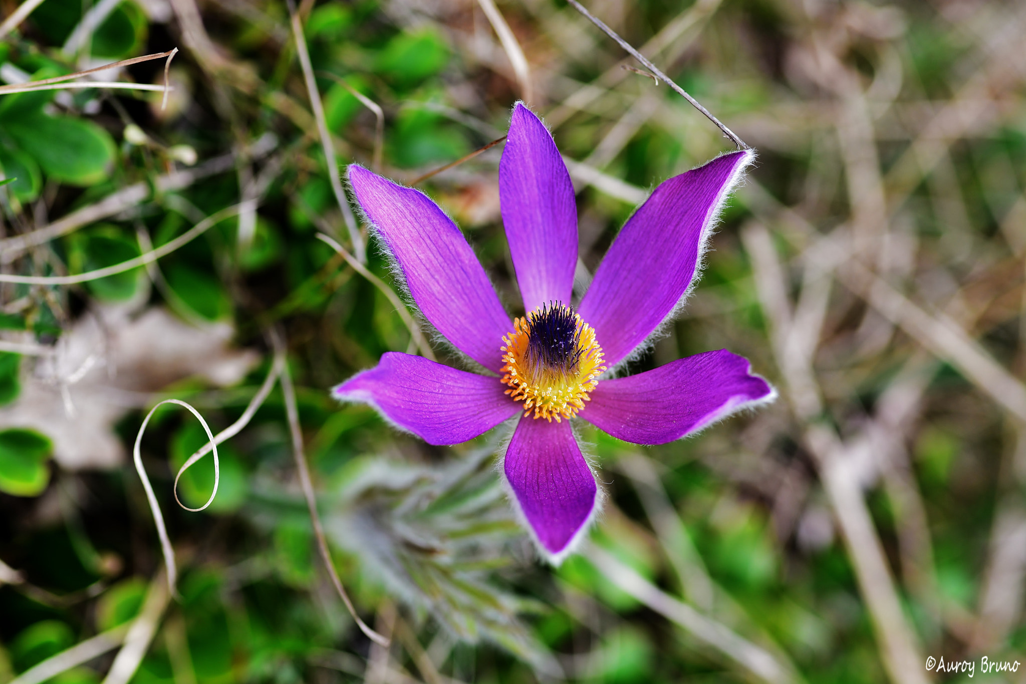 Nikon D7100 + Sigma 70mm F2.8 EX DG Macro sample photo. Dsc photography