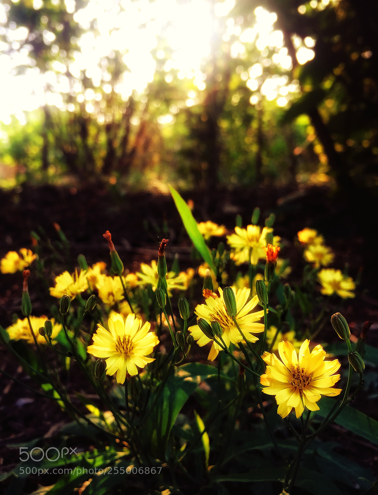 Apple iPhone 6 sample photo. Yellow flower in she photography