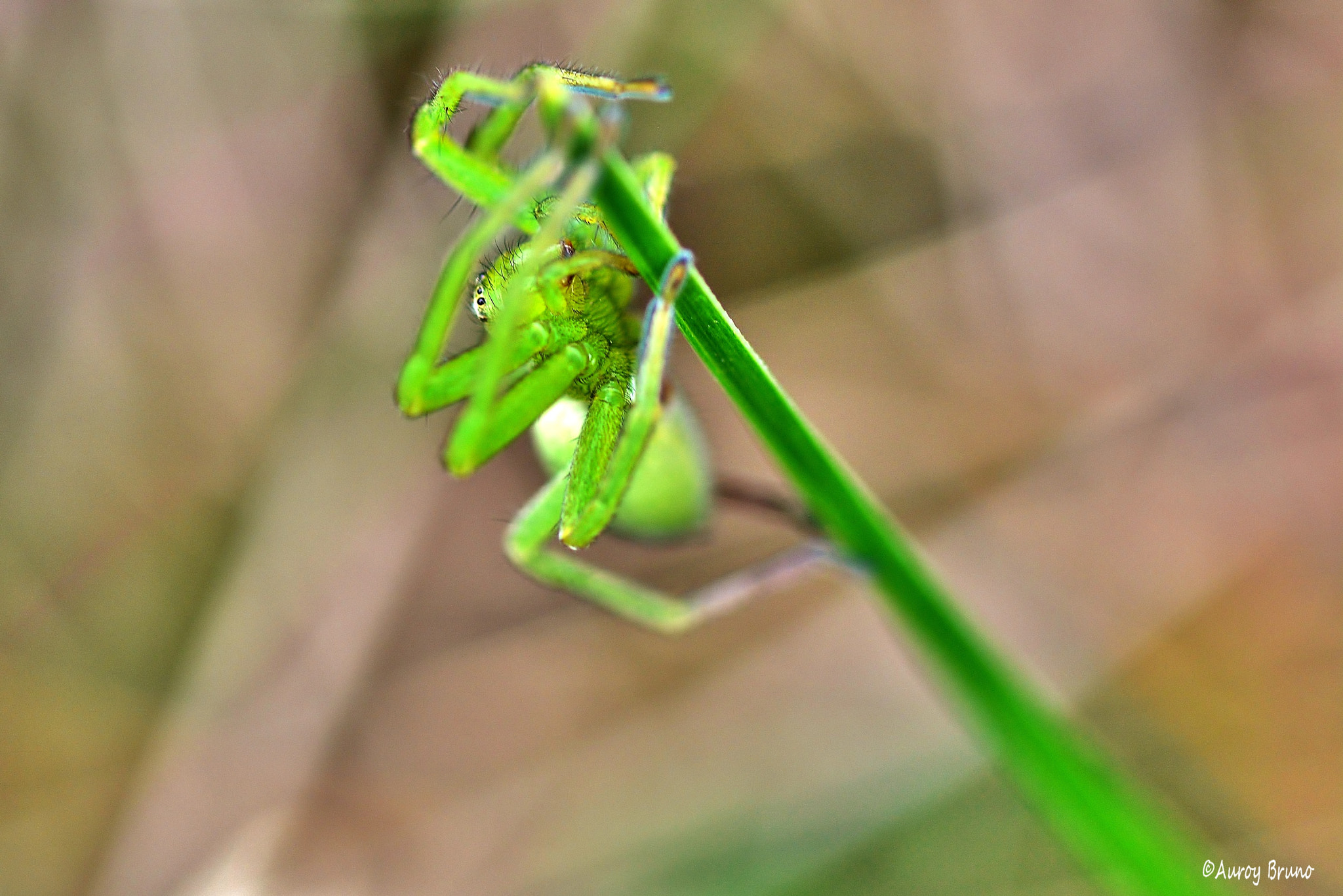 Nikon D7100 + Sigma 70mm F2.8 EX DG Macro sample photo. Dsc photography