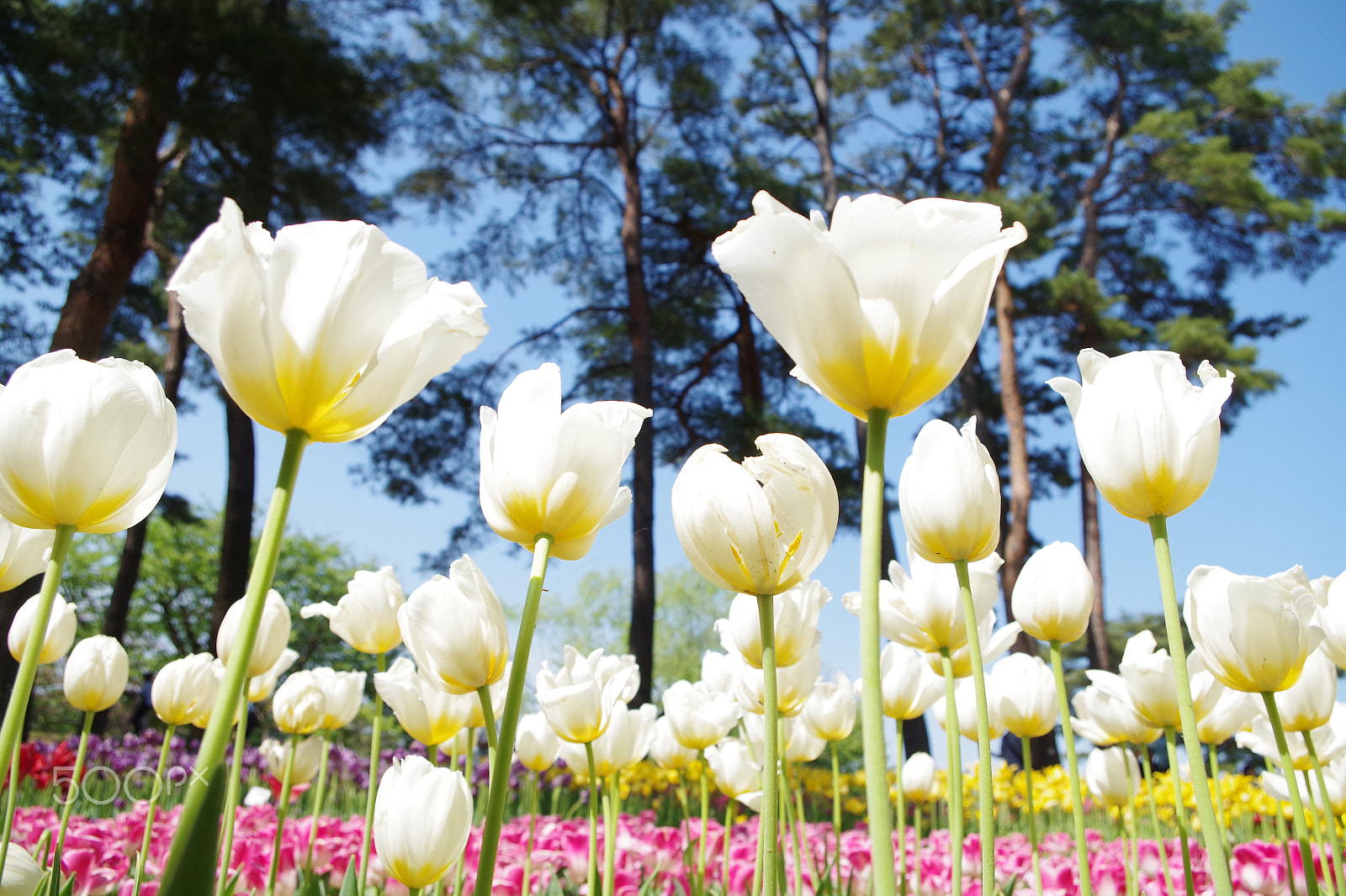 smc PENTAX-DA L 18-55mm F3.5-5.6 sample photo. Tulip garden photography
