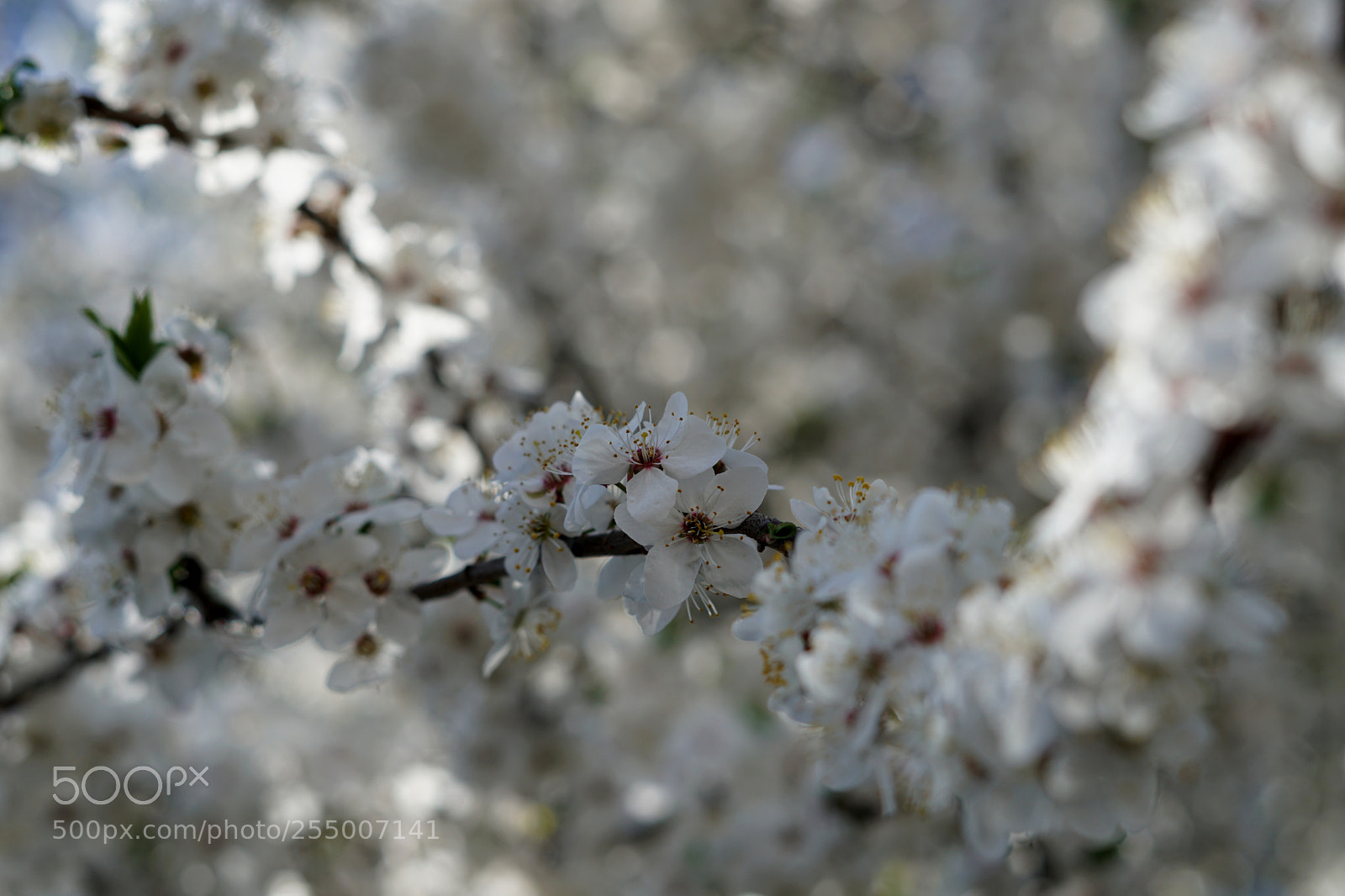 Sony a6300 sample photo. White photography