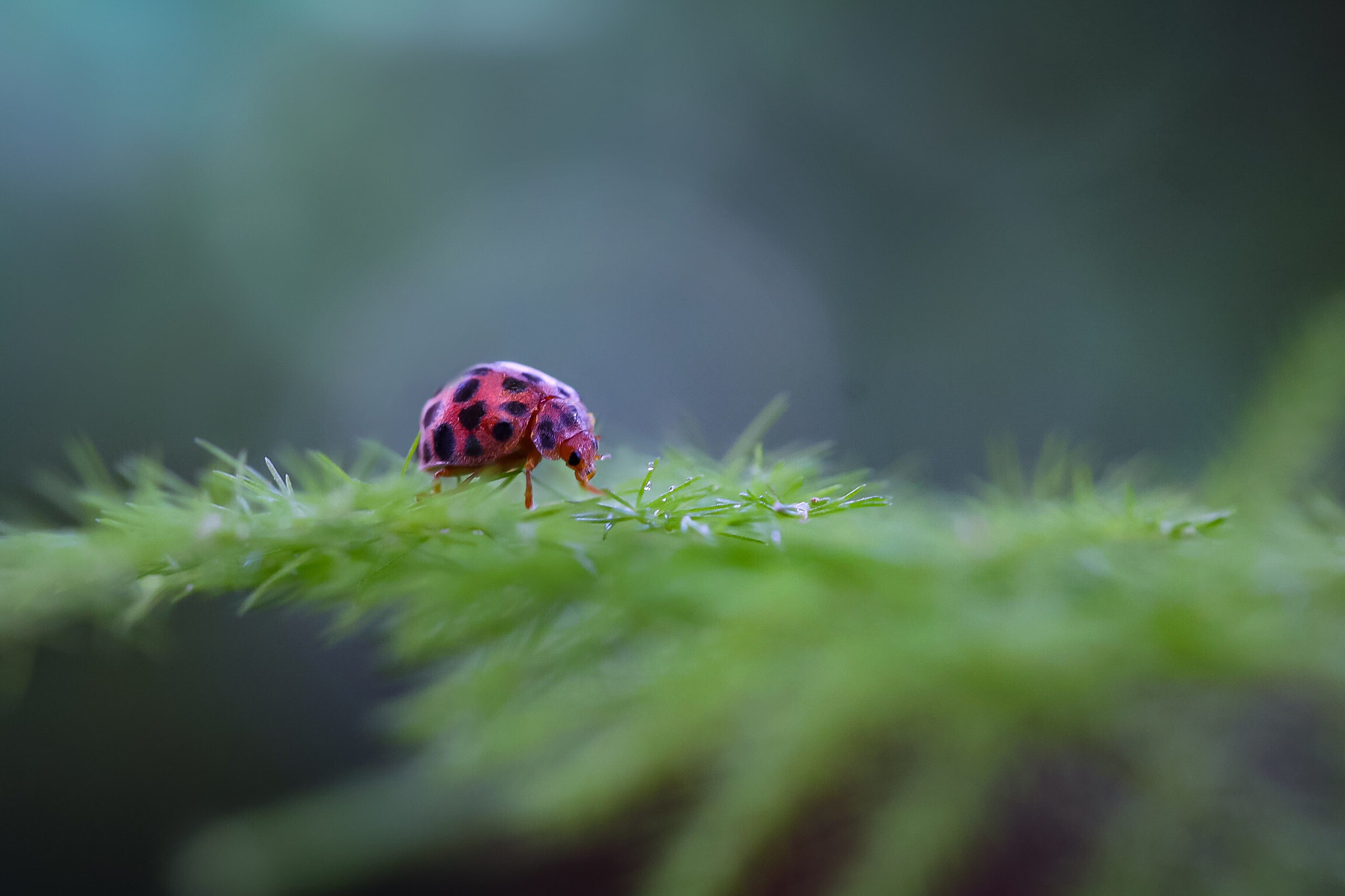 Canon EOS 760D (EOS Rebel T6s / EOS 8000D) sample photo. Does this back look like a ladybird? i am a pest!! photography