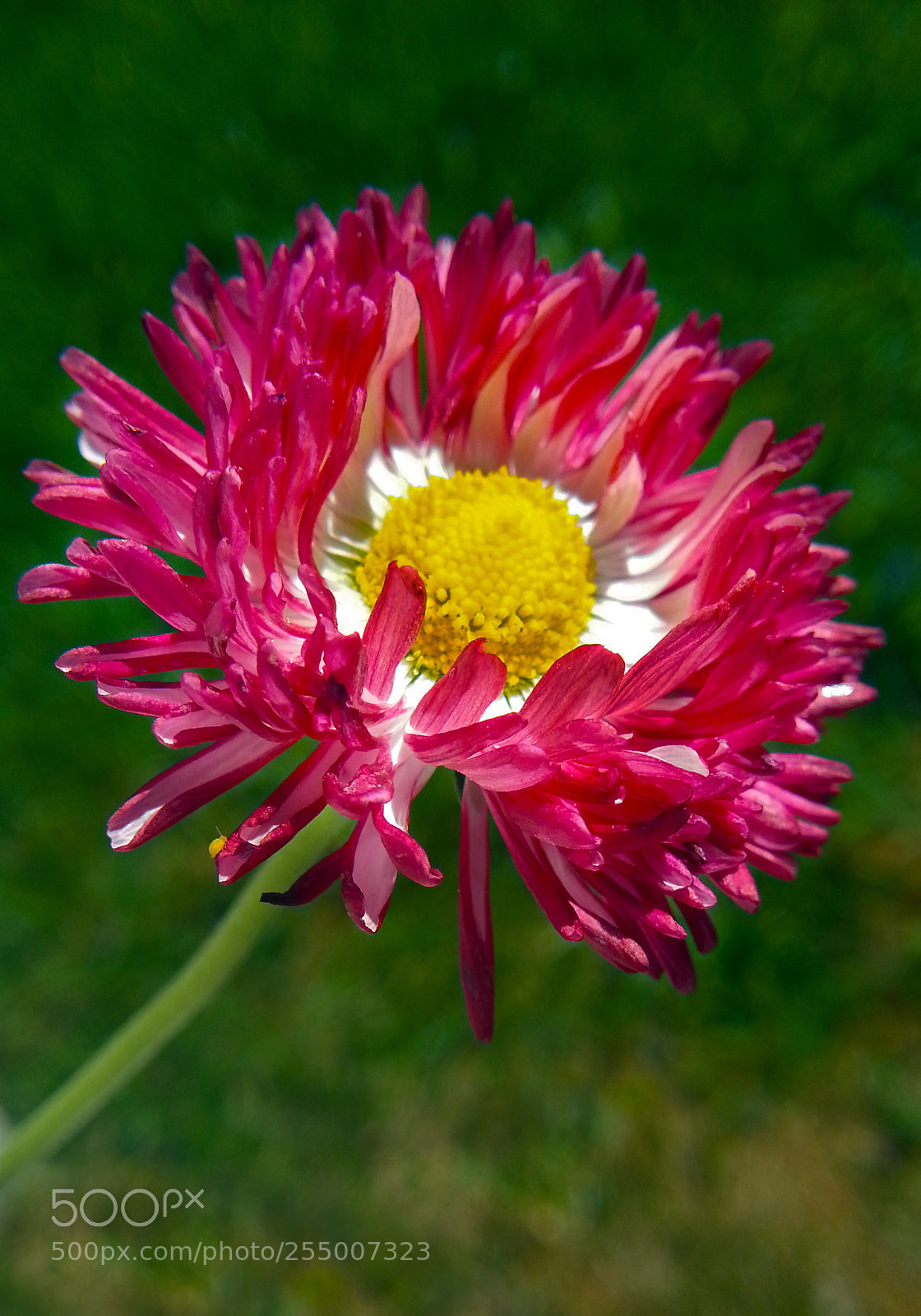 Samsung Galaxy Note2 sample photo. Flower photography
