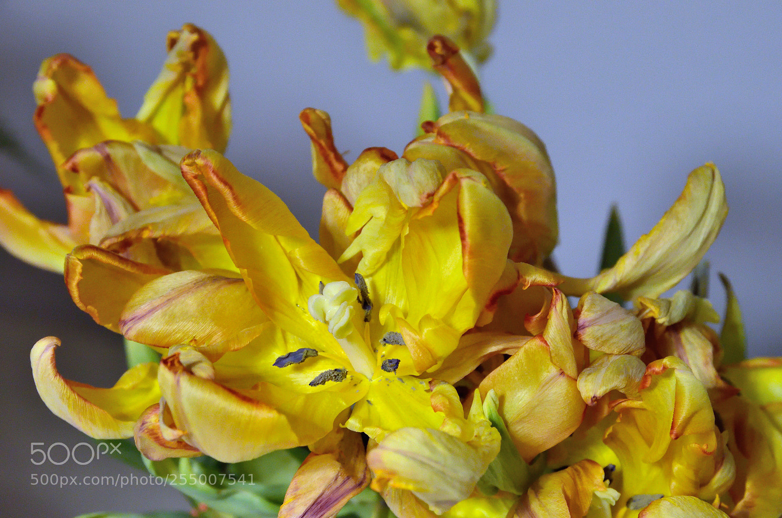 Nikon D5100 sample photo. Tulpen photography