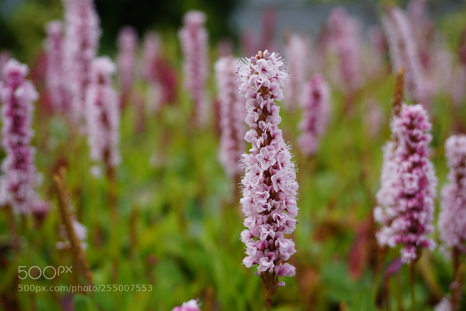 Sony a6000 sample photo. Dsc_gaafar photography