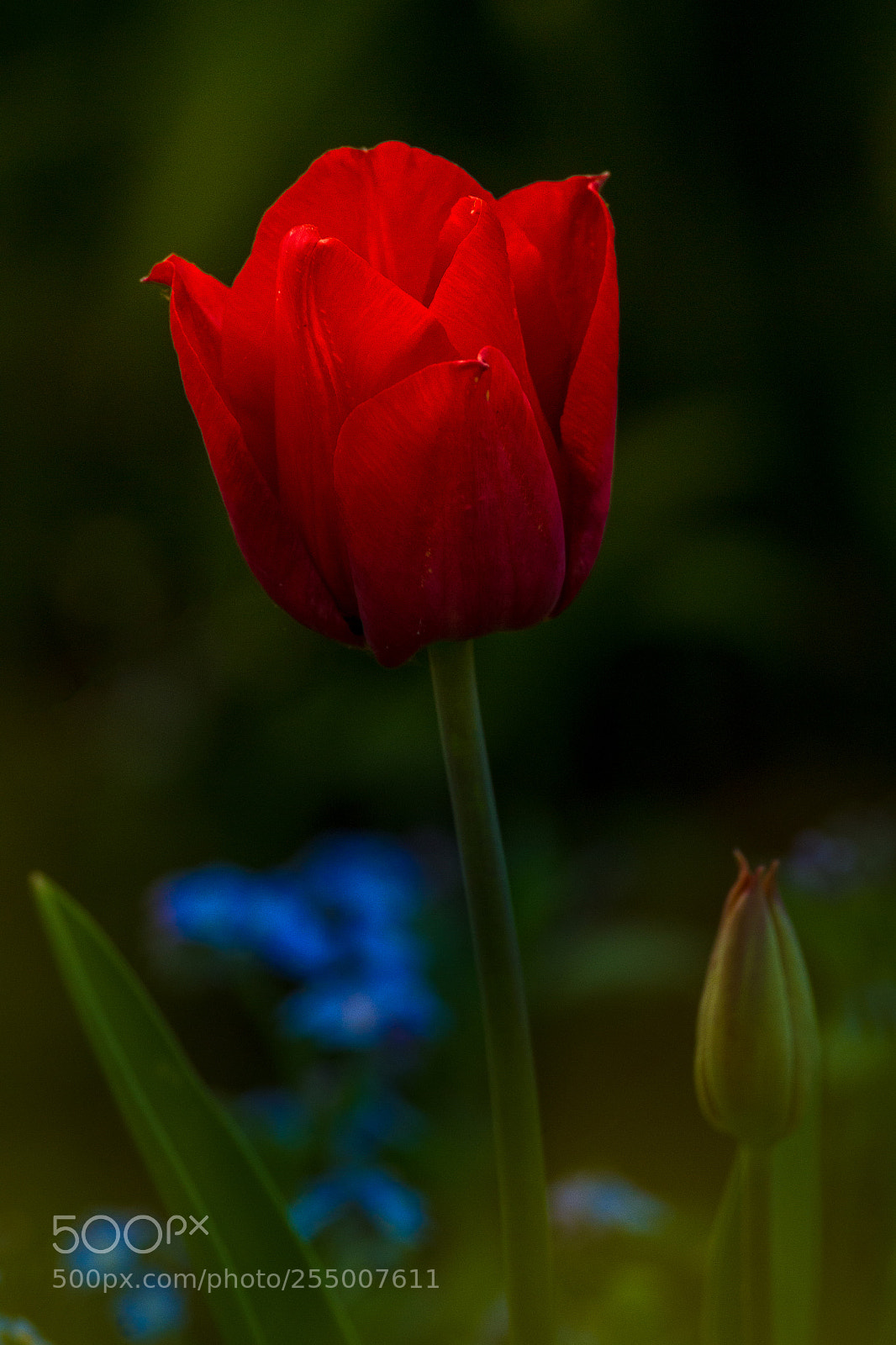 Canon EOS 7D sample photo. Colors of spring photography