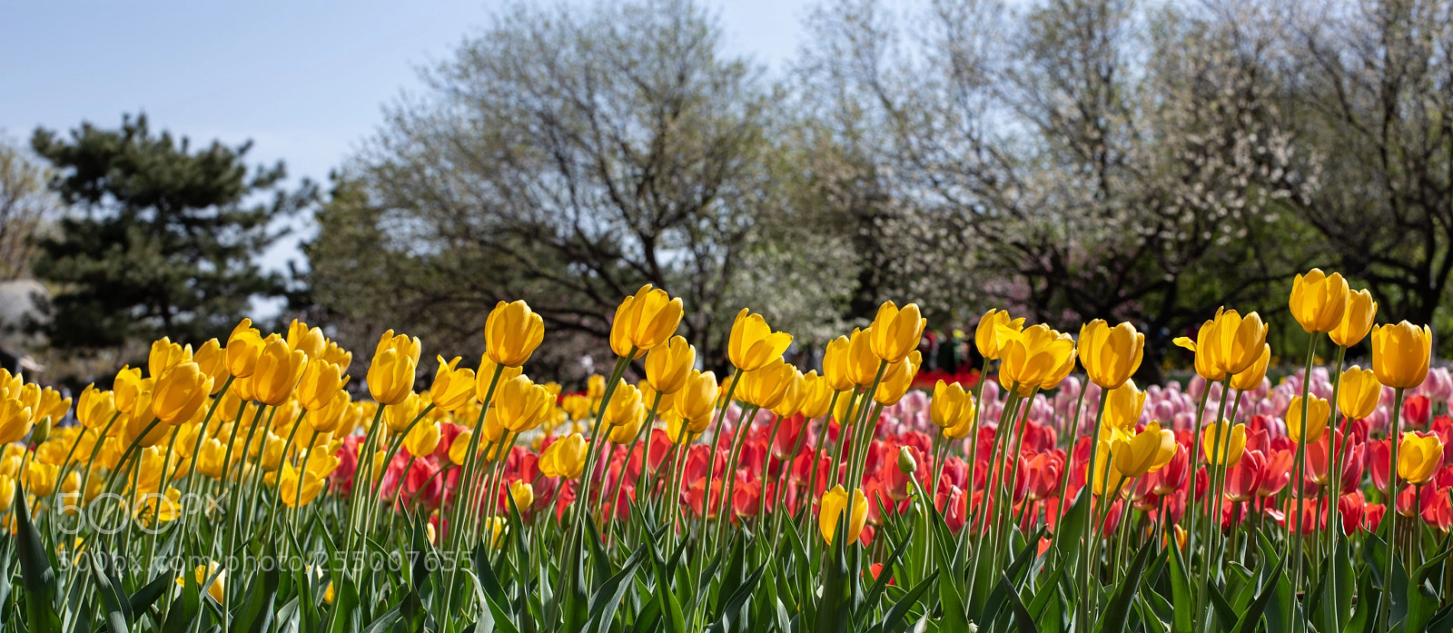 Nikon D850 sample photo. Tulips photography
