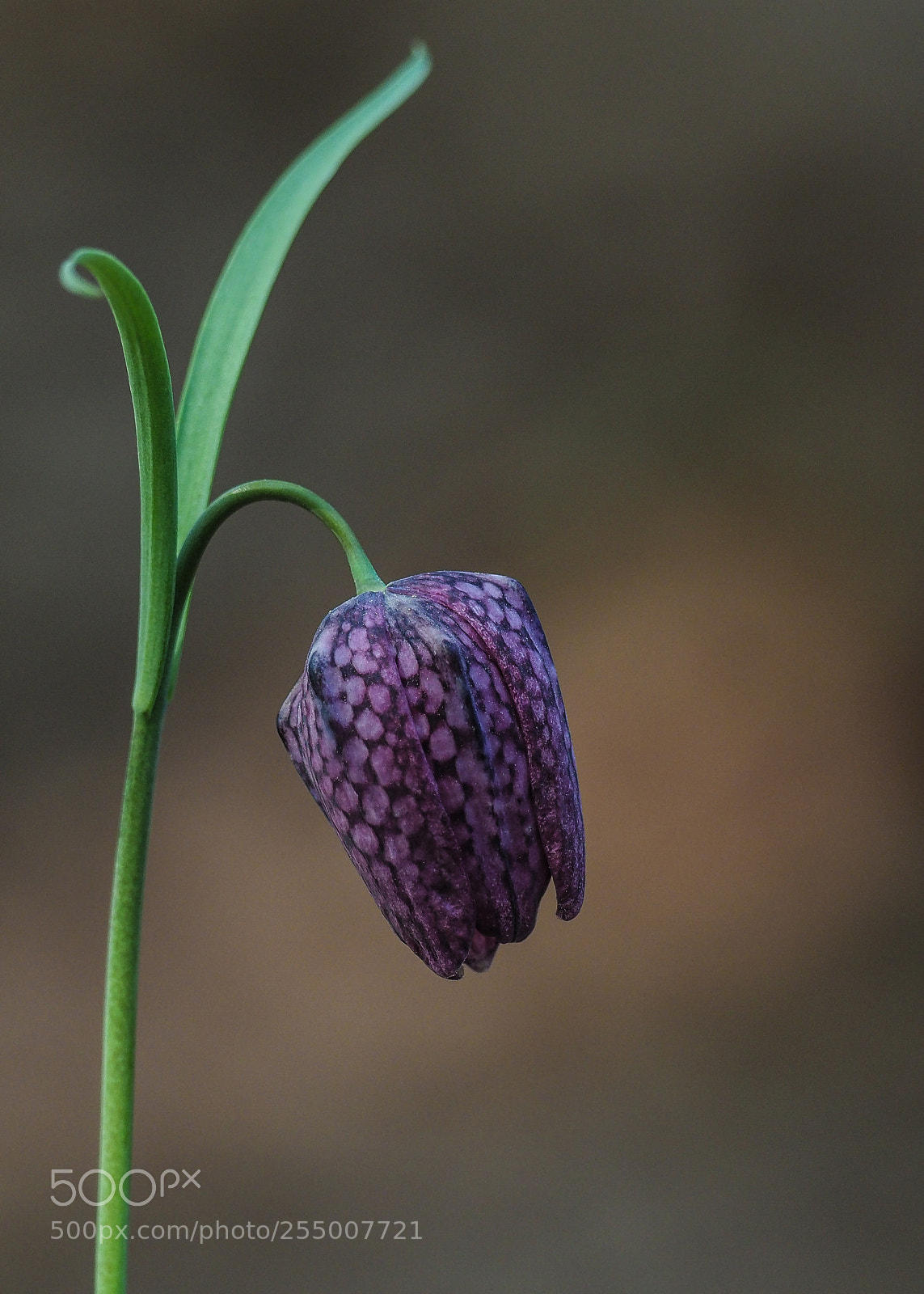 Olympus OM-D E-M1 Mark II sample photo. Fritillaria photography