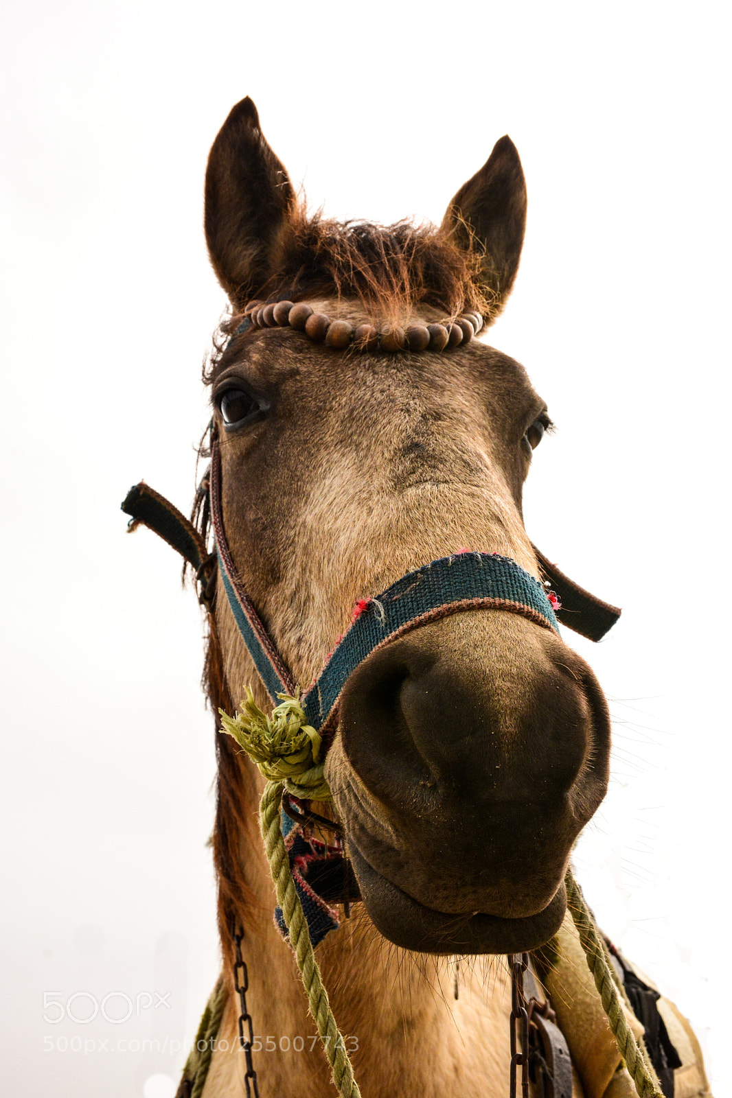 Nikon D7100 sample photo. Mr. ass photography