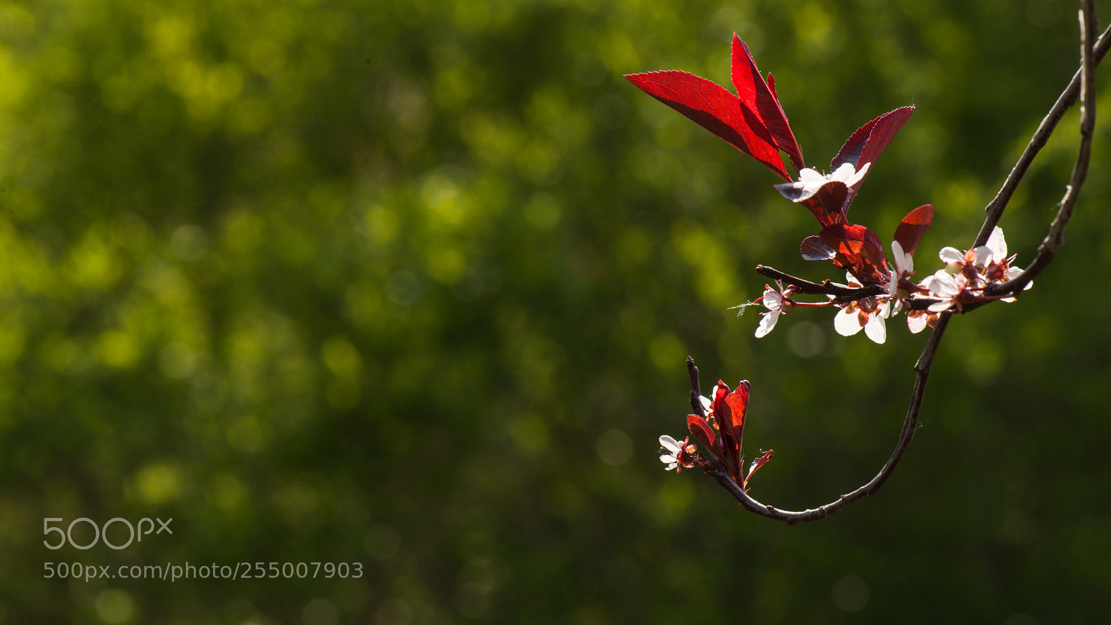 Nikon D800E sample photo. Cherry plum photography