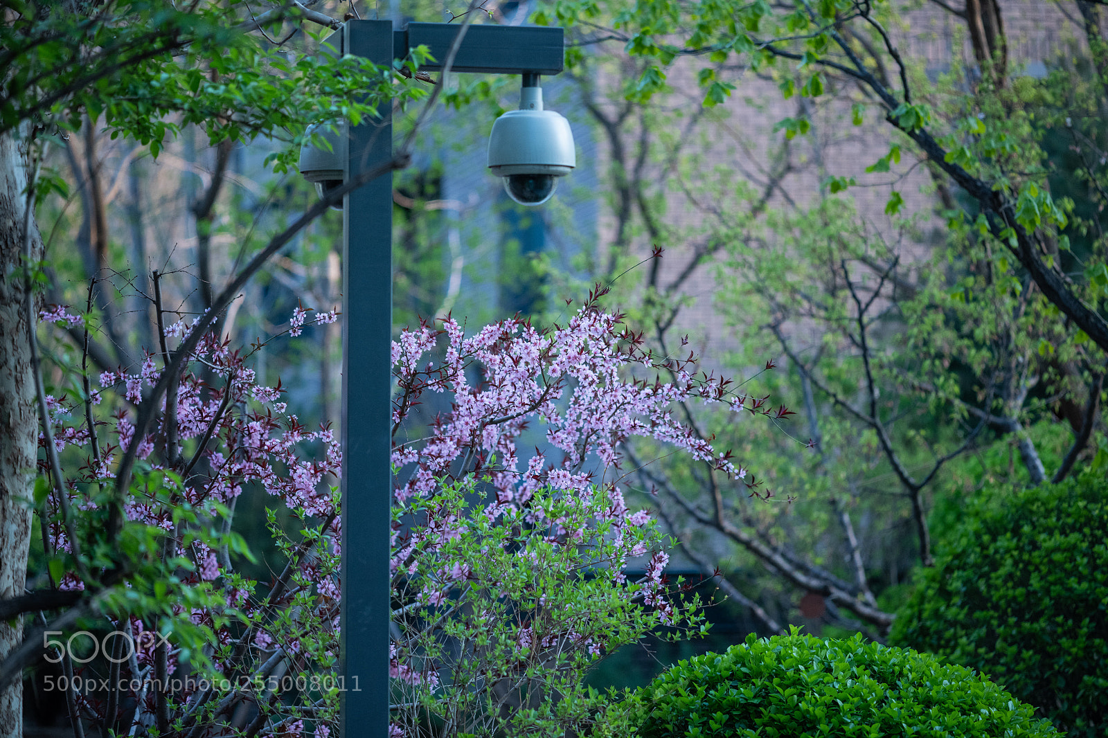 Nikon D850 sample photo. Garden view photography