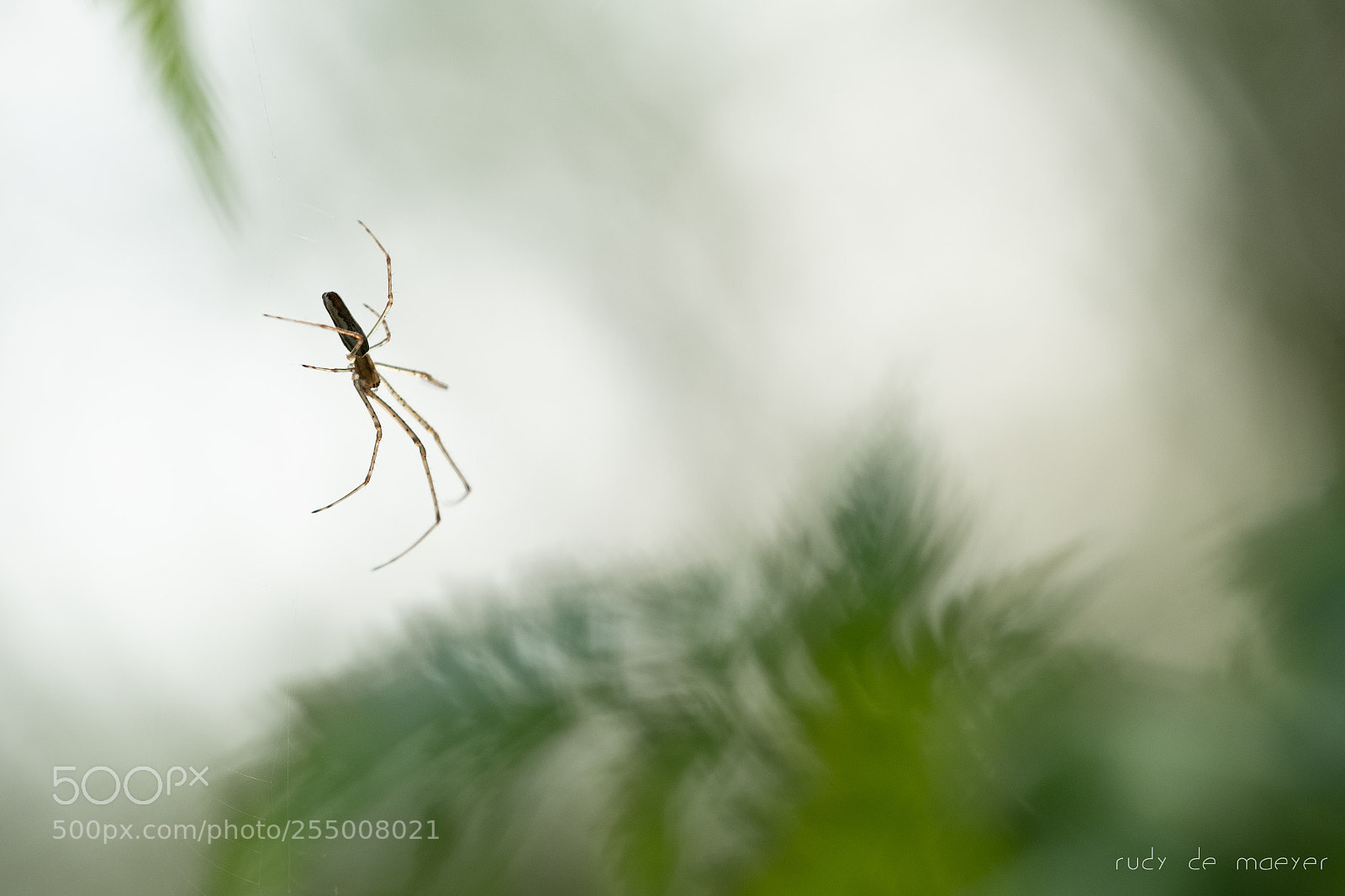 Fujifilm X-T2 sample photo. Along came a spider... photography