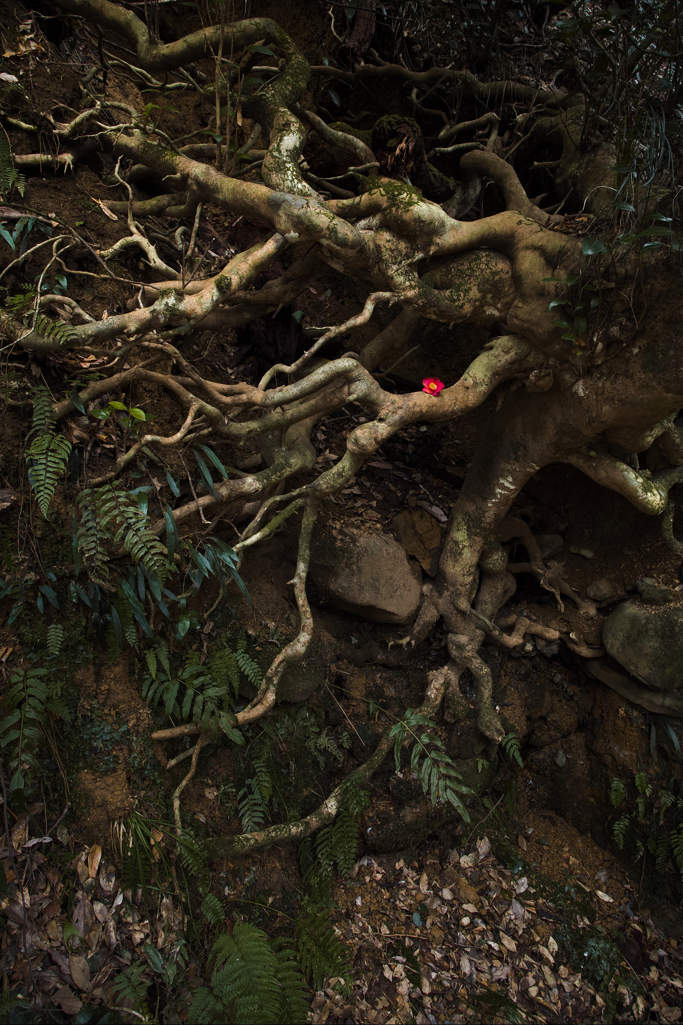 Sigma dp0 Quattro sample photo. Root photography