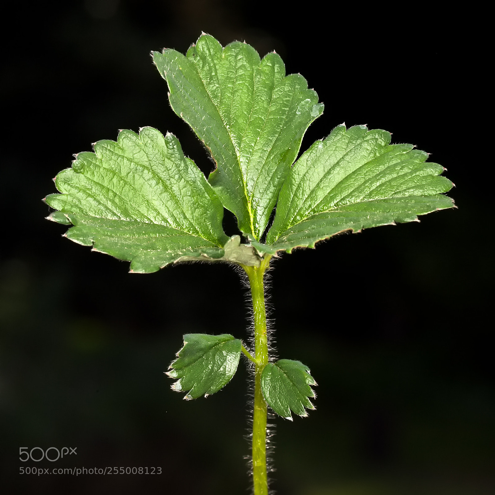 Canon EOS 5D Mark II sample photo. Erdbeerblatt photography