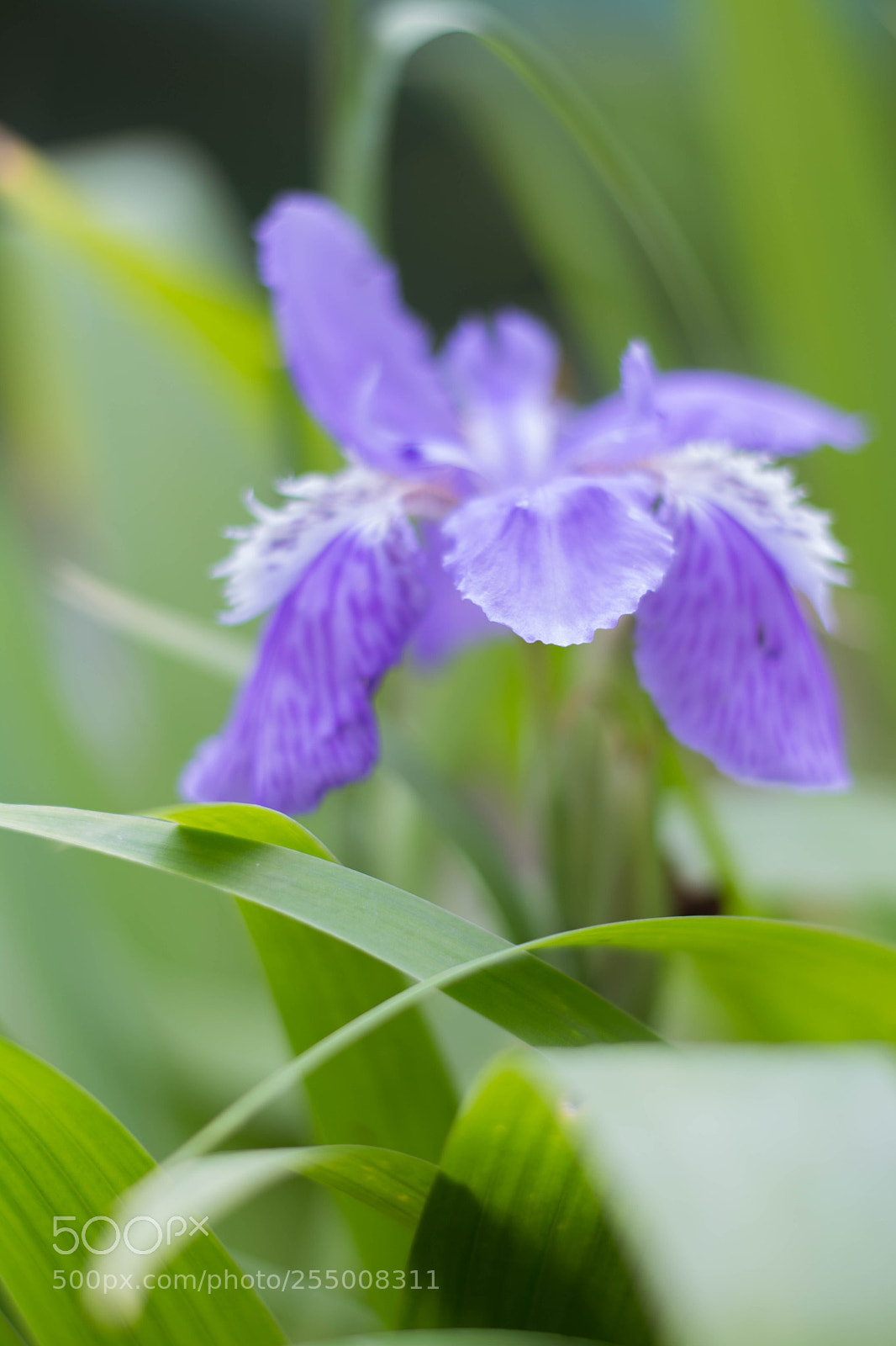 Nikon D5200 sample photo. Psb () photography
