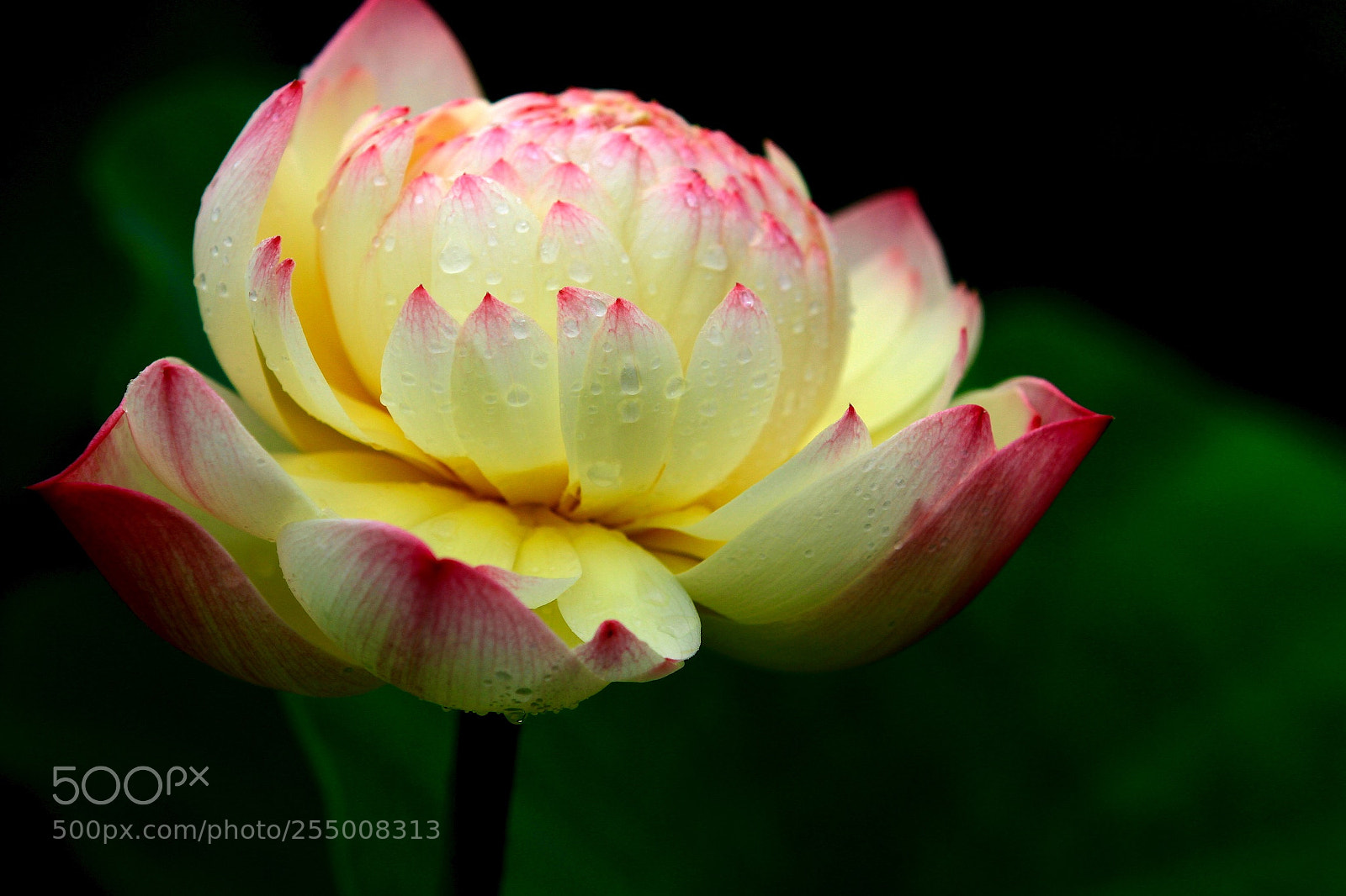 Canon EOS 7D sample photo. Untitled photography