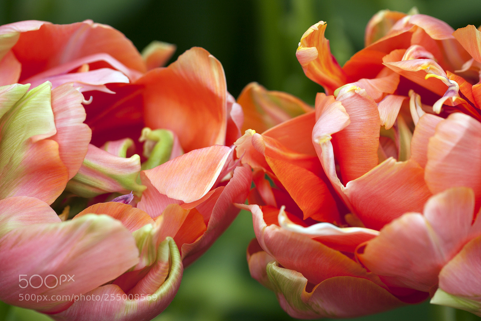 Canon EOS 500D (EOS Rebel T1i / EOS Kiss X3) sample photo. Tulip flowers macro photography