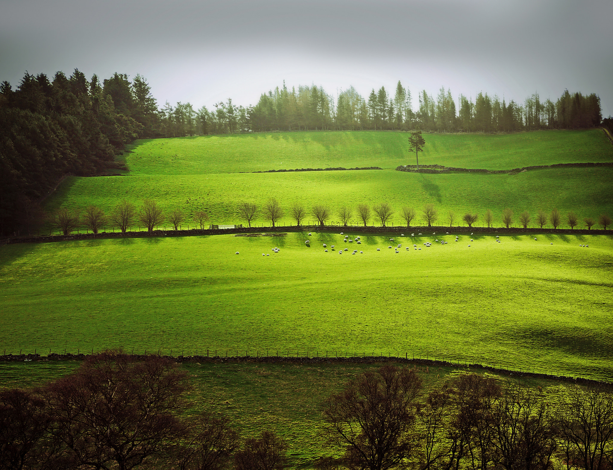 Panasonic Lumix DMC-GF1 sample photo. Those sheep aren't small - they are far away photography