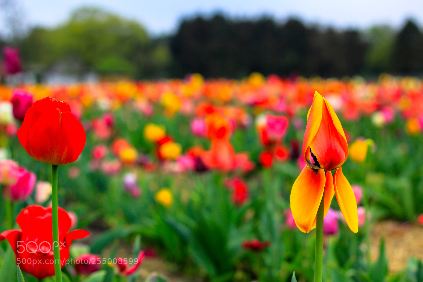 Canon EOS 60D sample photo. Tulipsfield photography