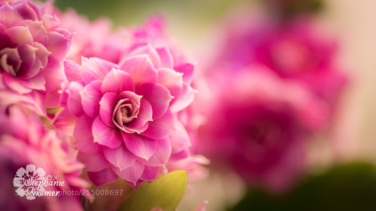 Nikon D5500 sample photo. Flower photography