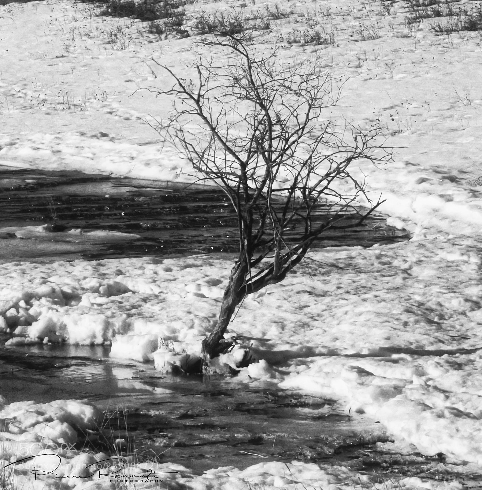 Panasonic Lumix DMC-GH4 sample photo. Spring tree photography