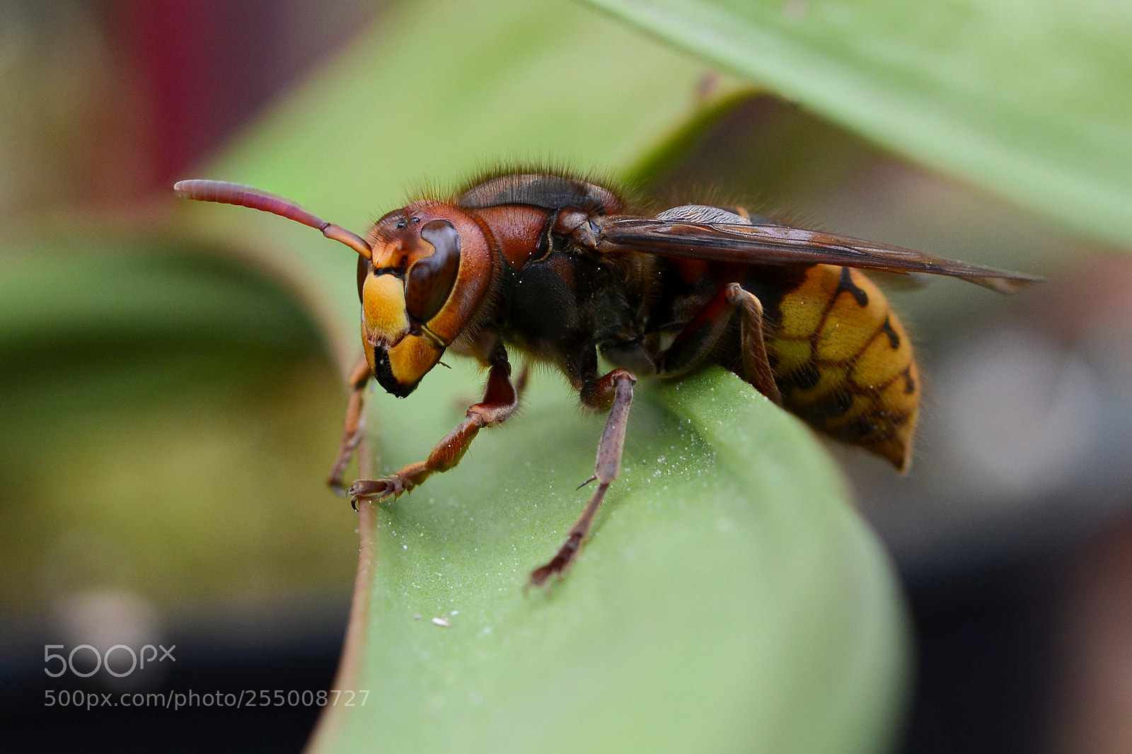 Nikon D600 sample photo. European hornet photography