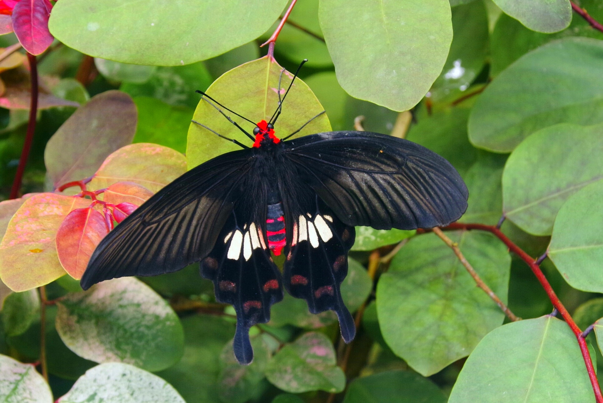 Pentax K-70 sample photo. Butterfly 2 photography
