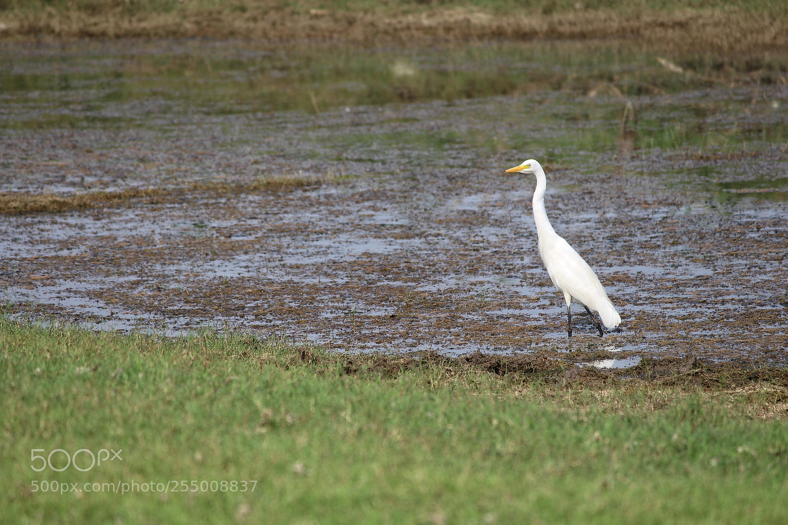 Canon EOS 700D (EOS Rebel T5i / EOS Kiss X7i) sample photo. Crane bird photography