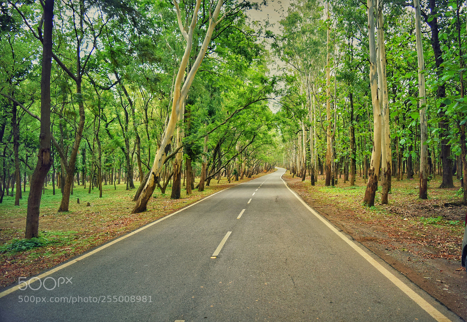 Nikon D3300 sample photo. Road through jungle photography