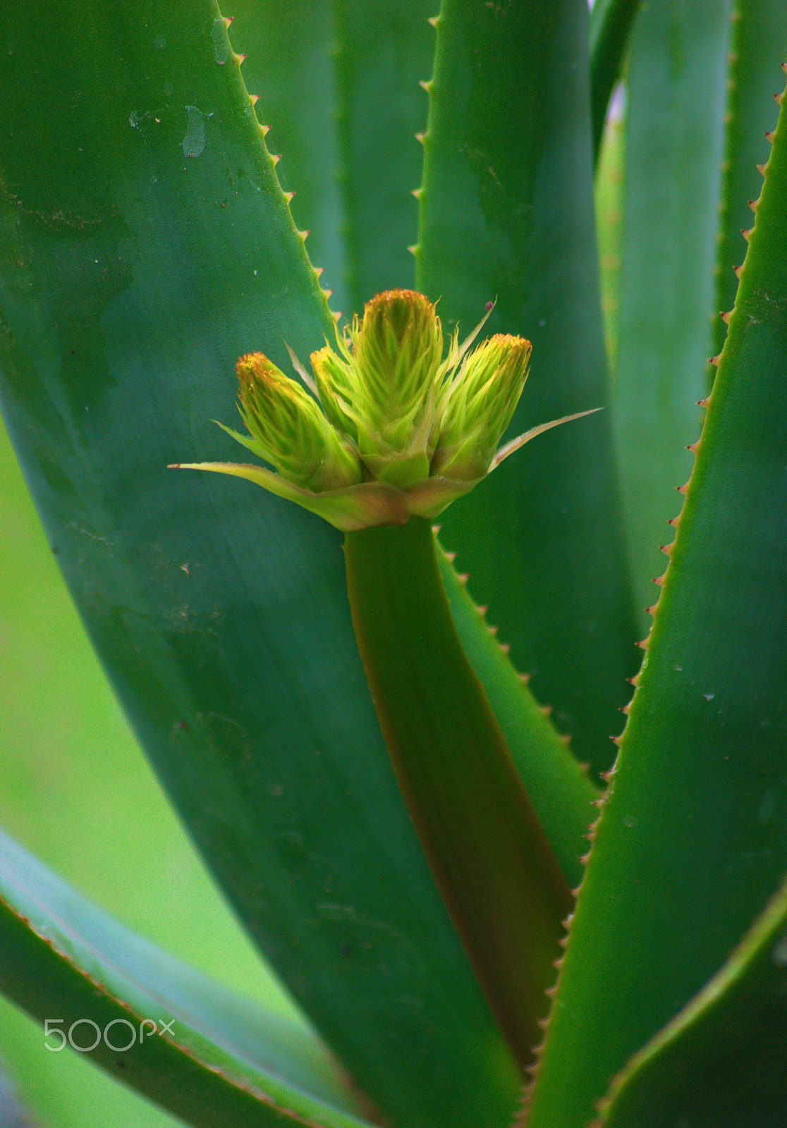 Nikon D3000 sample photo. Aloe inflorescence photography