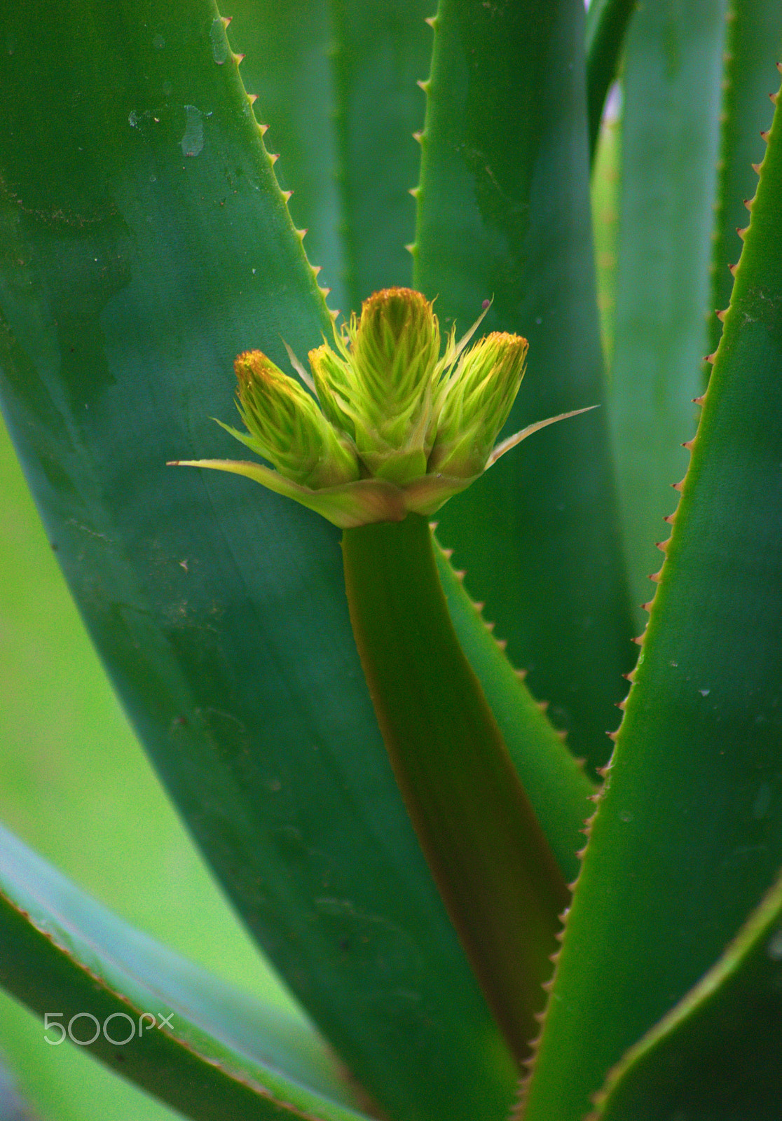 Nikon D3000 + Sigma 70-300mm F4-5.6 APO DG Macro sample photo. Aloe inflorescence photography