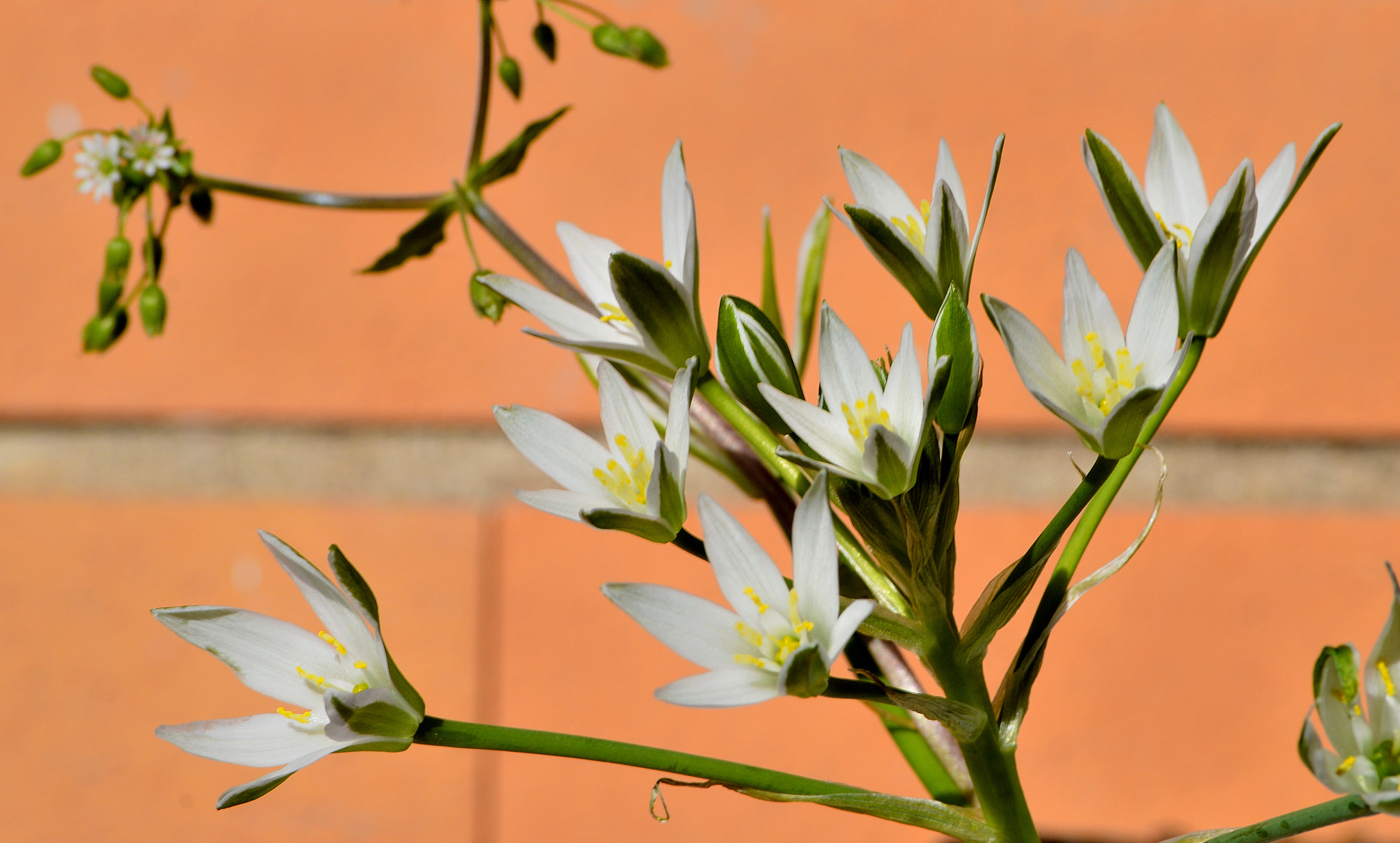 Nikon D3200 sample photo. Wildflowers photography