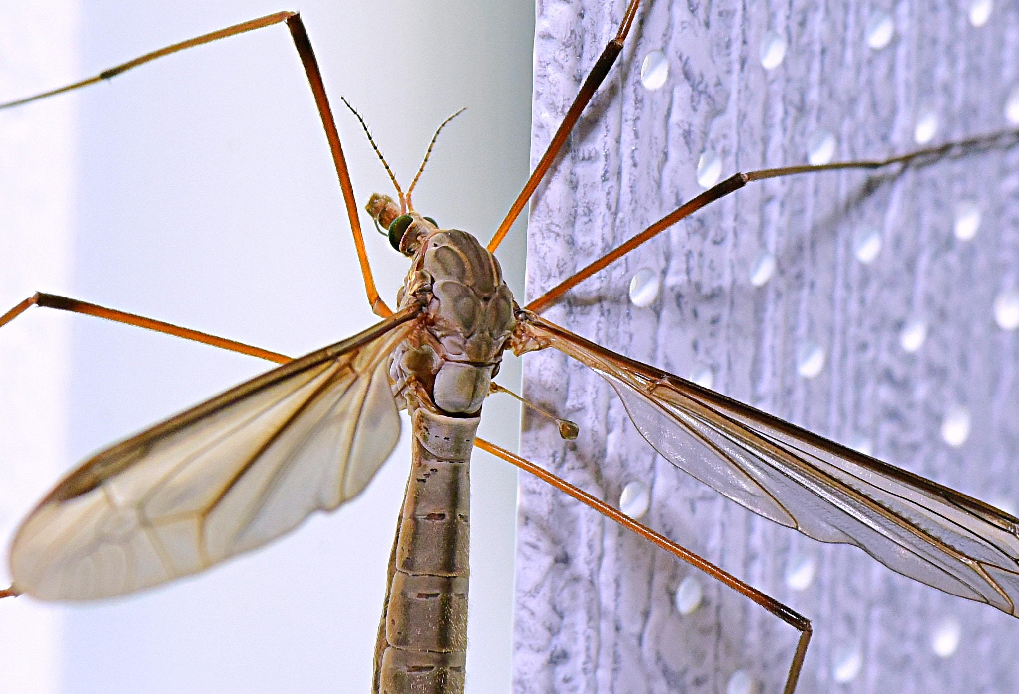 Nikon D810 + Nikon AF-S Micro-Nikkor 105mm F2.8G IF-ED VR sample photo. Crane fly photography