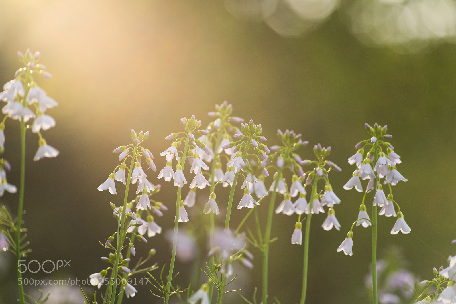 Nikon D850 sample photo. Cardamine des prés photography