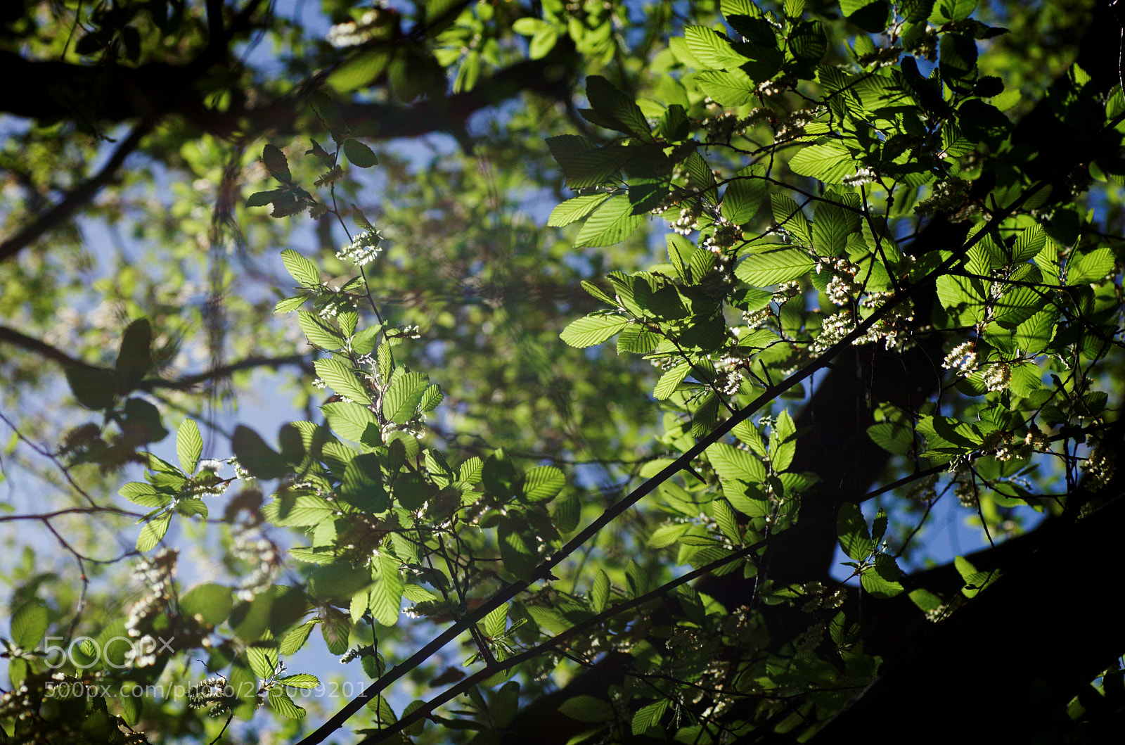 Pentax K-5 II sample photo. Tree photography