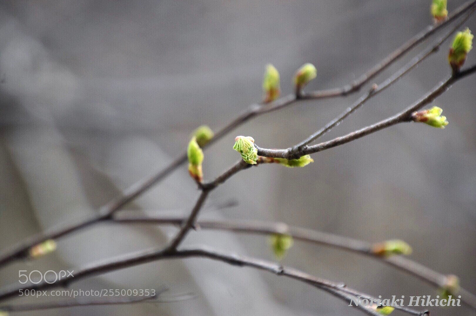 Nikon D5300 sample photo. Untitled photography