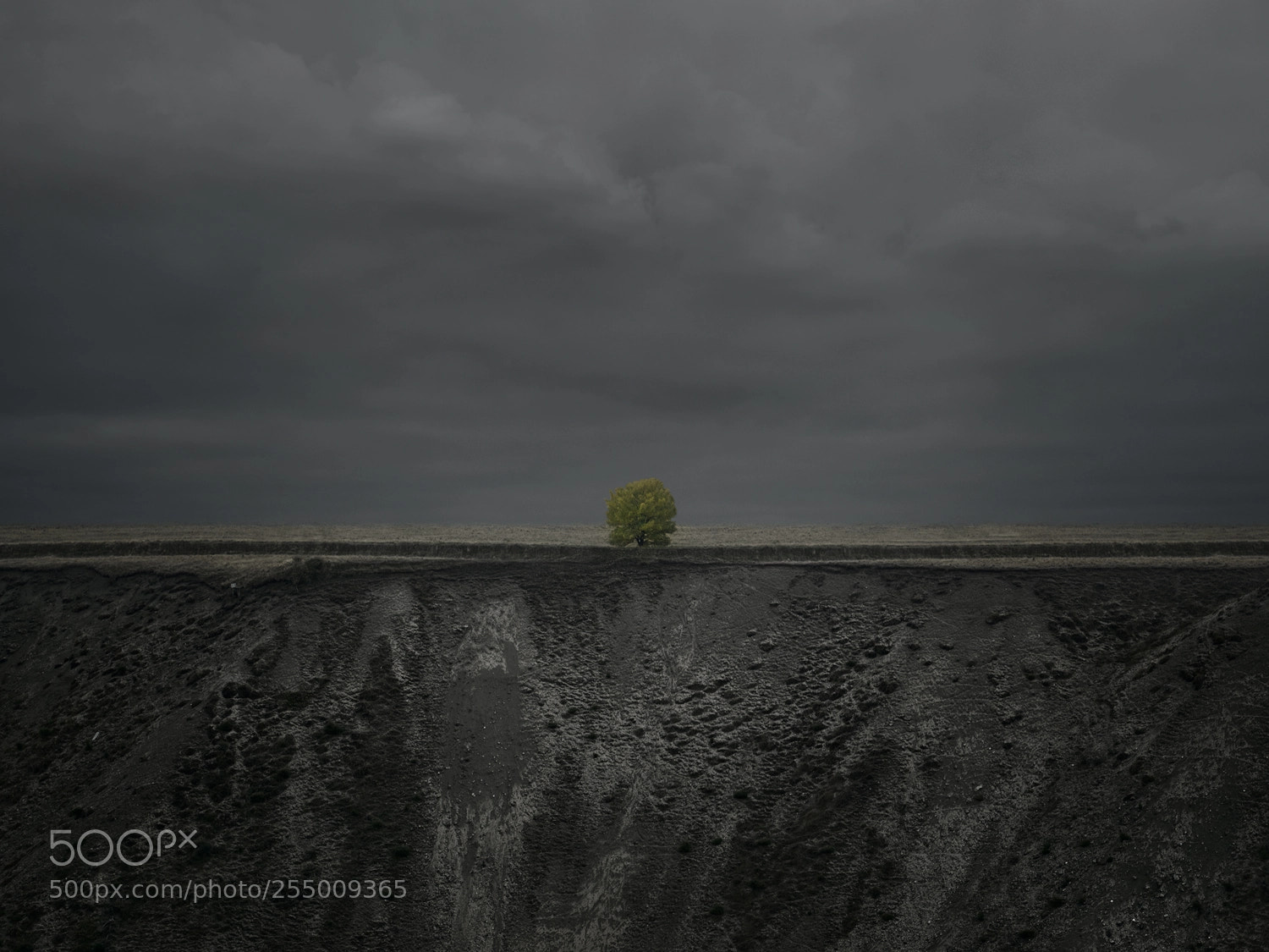 Sony a7R sample photo. Skippers canyon lone tree photography