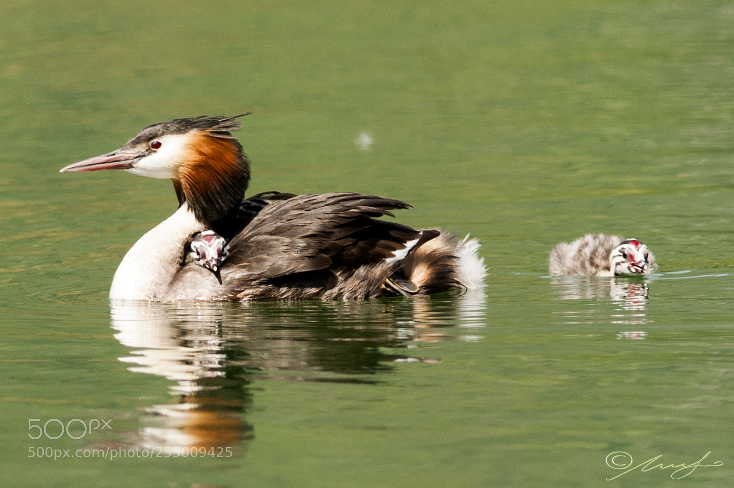 Nikon D3 sample photo. Piccoli a carico photography