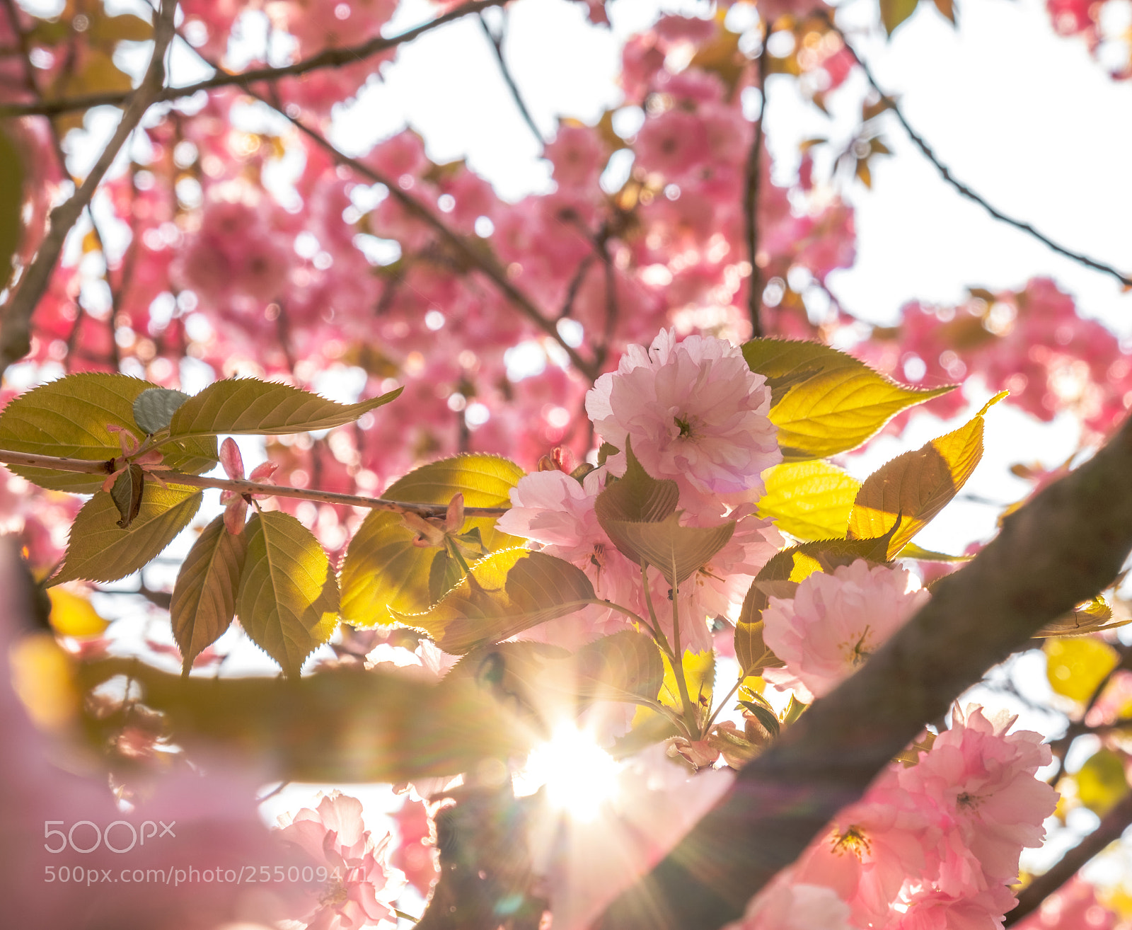 Fujifilm X-T2 sample photo. Blossoms photography