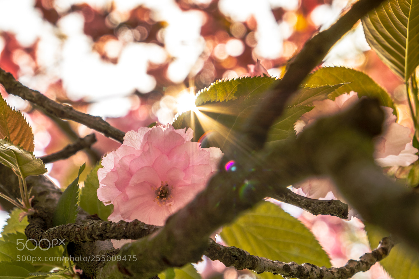 Fujifilm X-T2 sample photo. Blossom shine photography