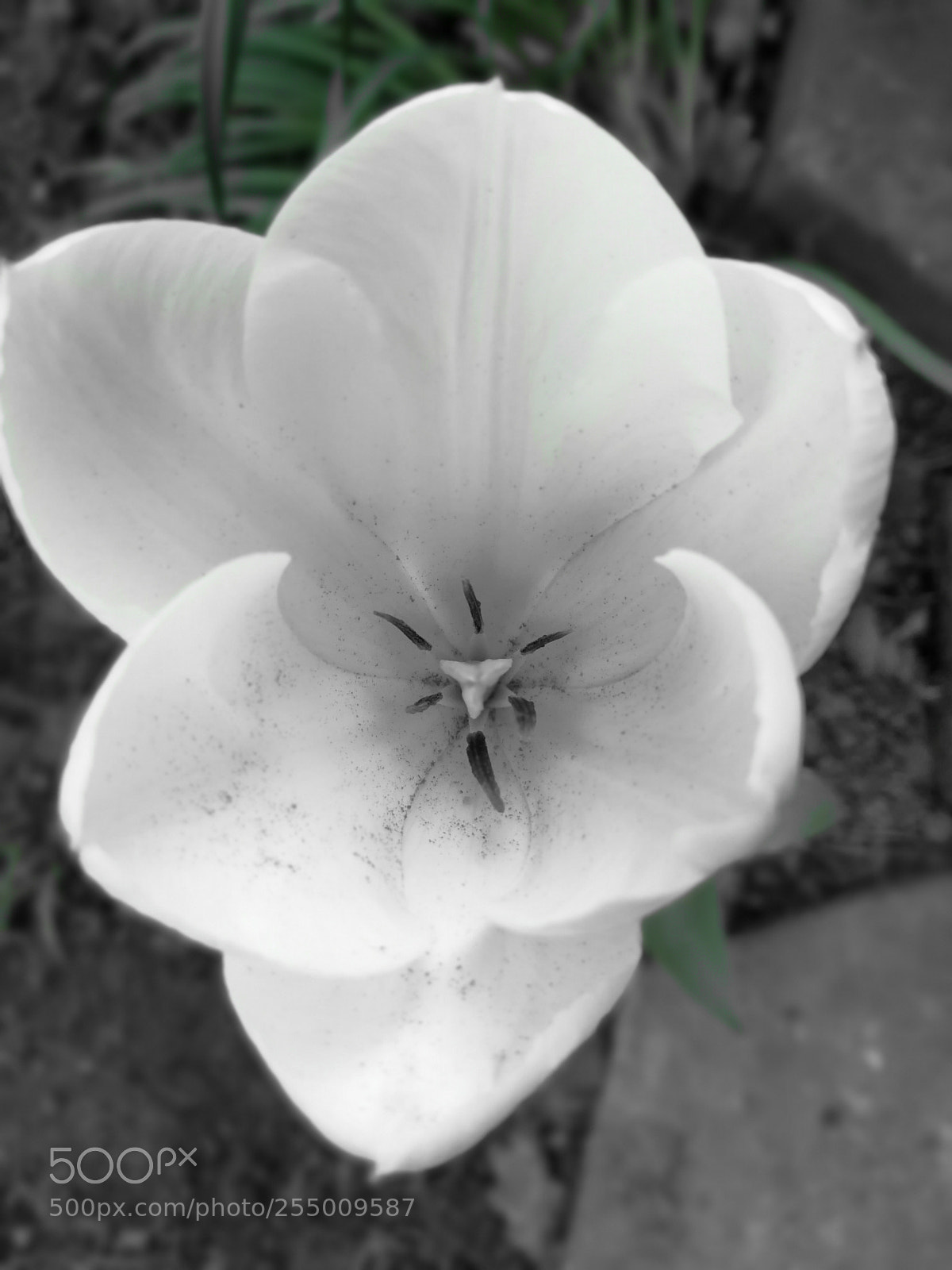 HUAWEI P10 sample photo. Untitled photography