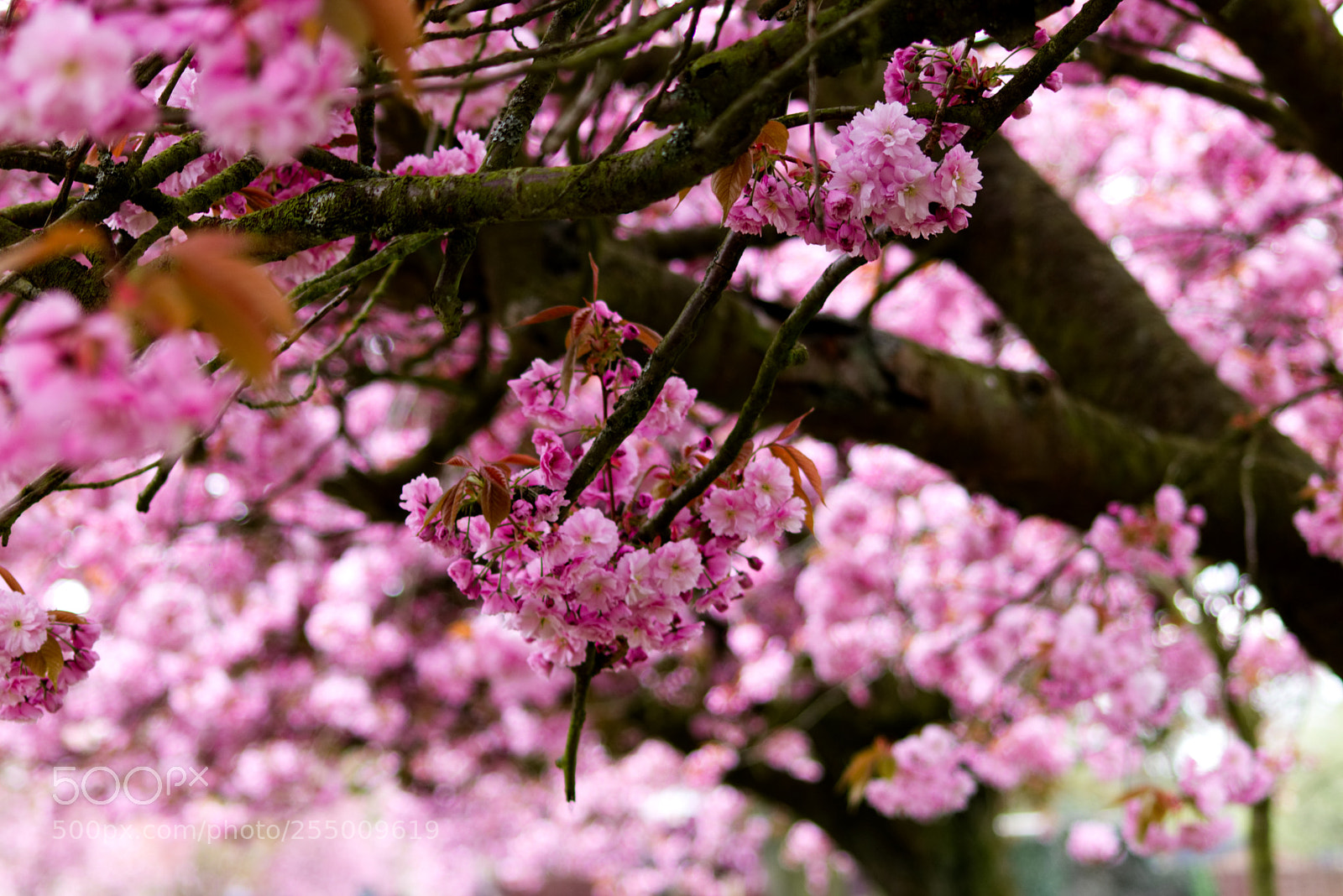 Canon EOS 750D (EOS Rebel T6i / EOS Kiss X8i) sample photo. Vibrant pink flower photography