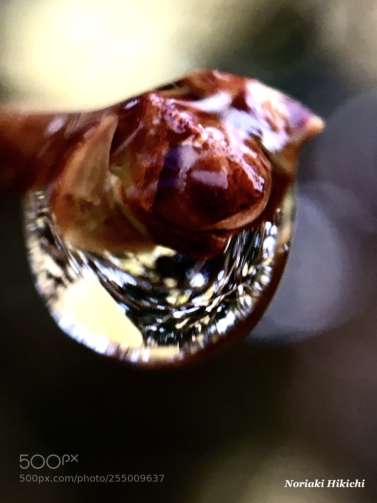 Apple iPhone 6s sample photo. Budding tears photography