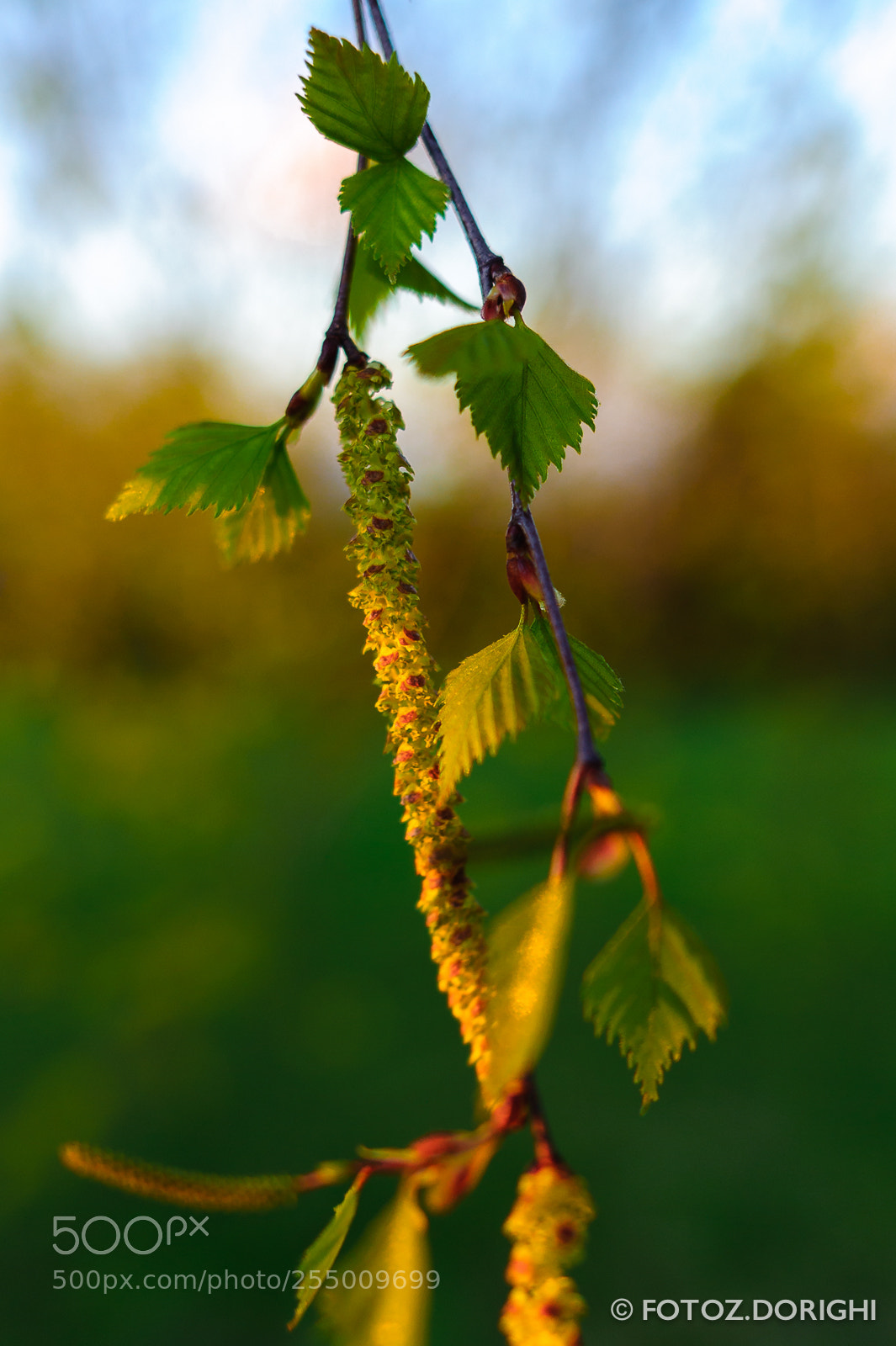 Nikon D700 sample photo. Springtime photography
