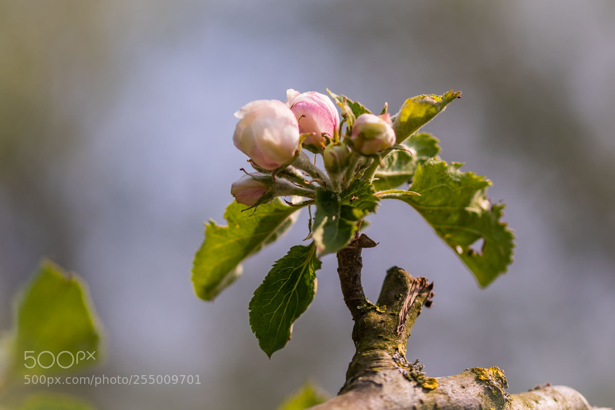 Canon EOS 800D (EOS Rebel T7i / EOS Kiss X9i) sample photo. Bloesem macro en bokeh photography