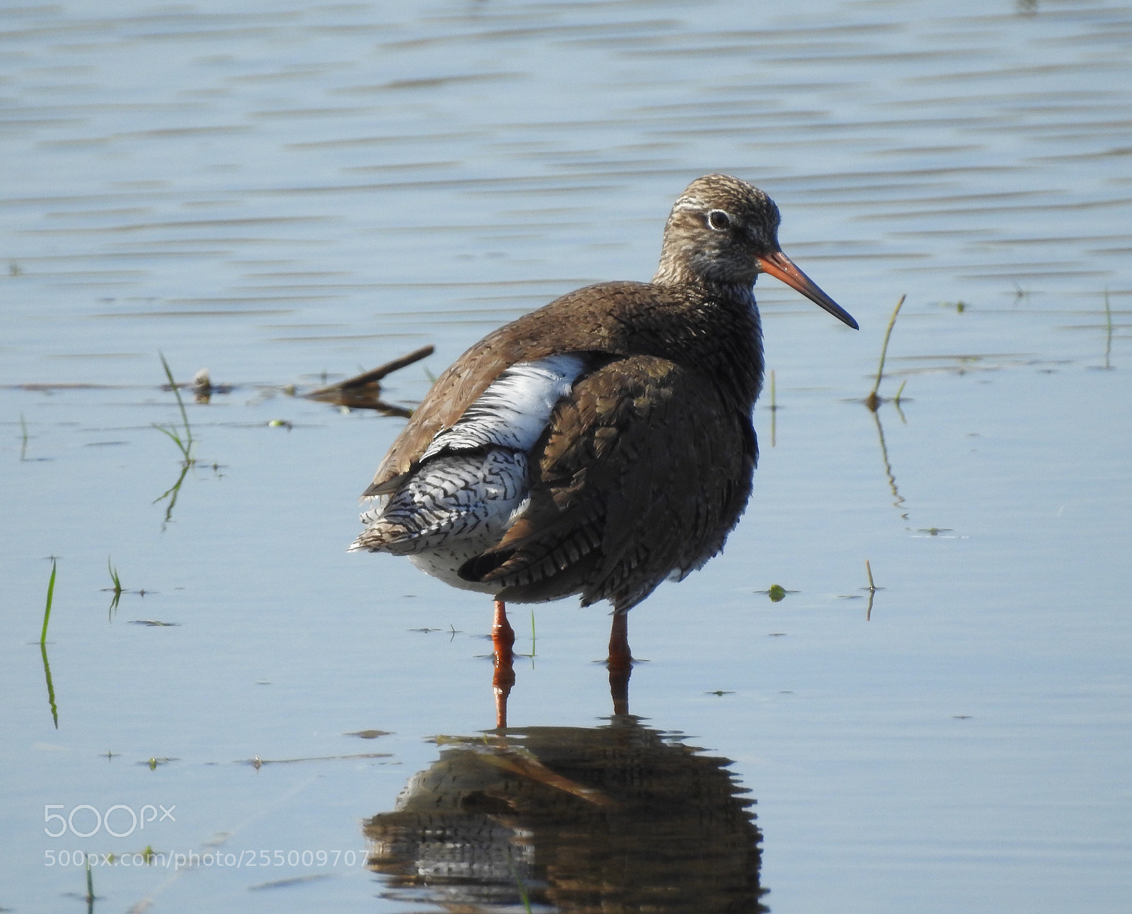 Nikon Coolpix P900 sample photo. Redshank


tureluur photography